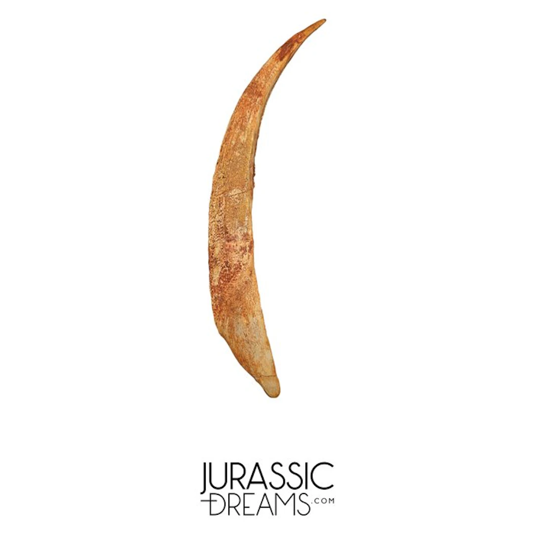 Great Large 25 cm Hybodus Shark Dorsal Spine - Cretaceous...