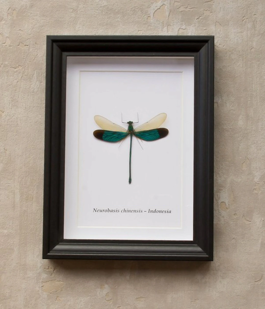 Dragonfly Taxidermy full body mount - Neurobasis...
