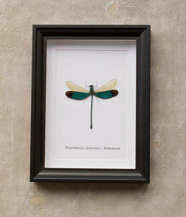 Dragonfly Taxidermy full body mount - Neurobasis...
