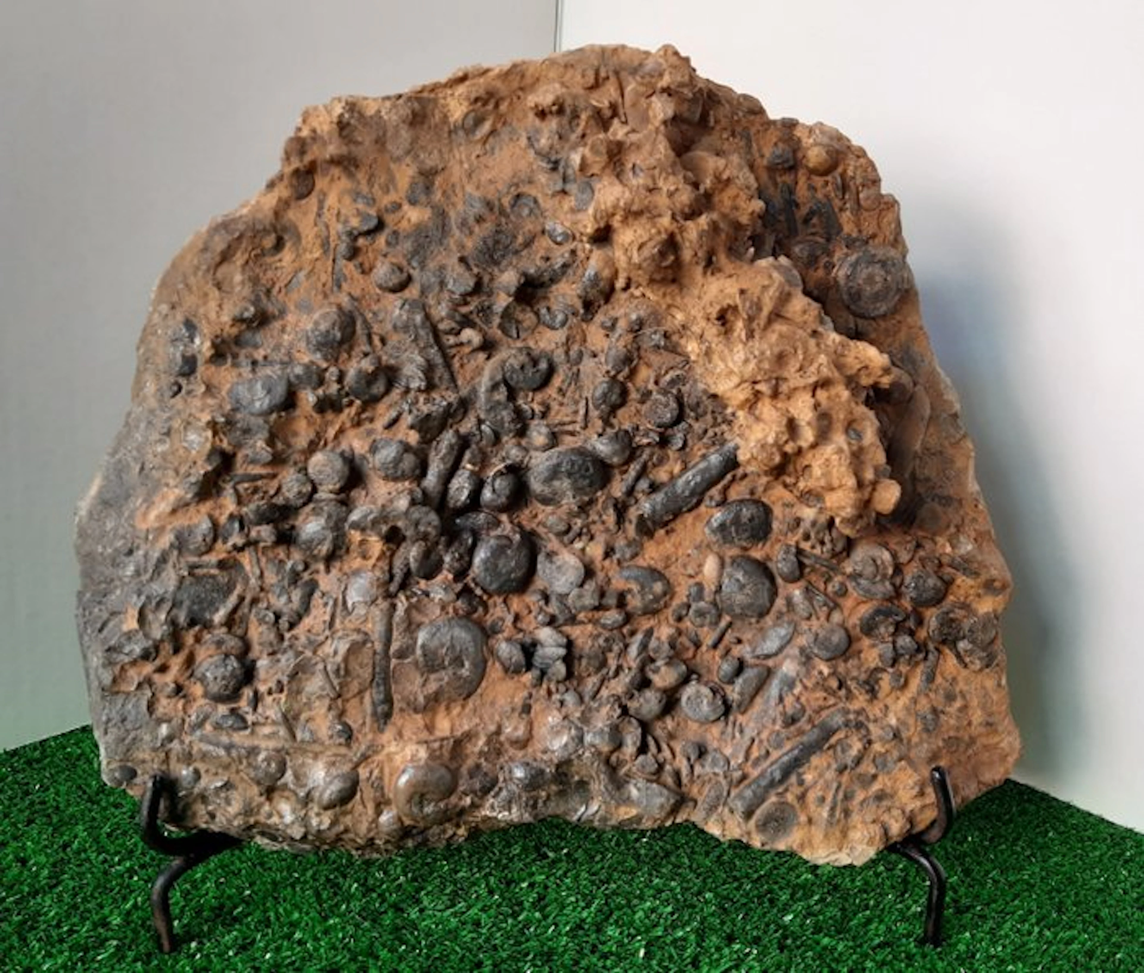 Ammonite - Fossil mortality plate