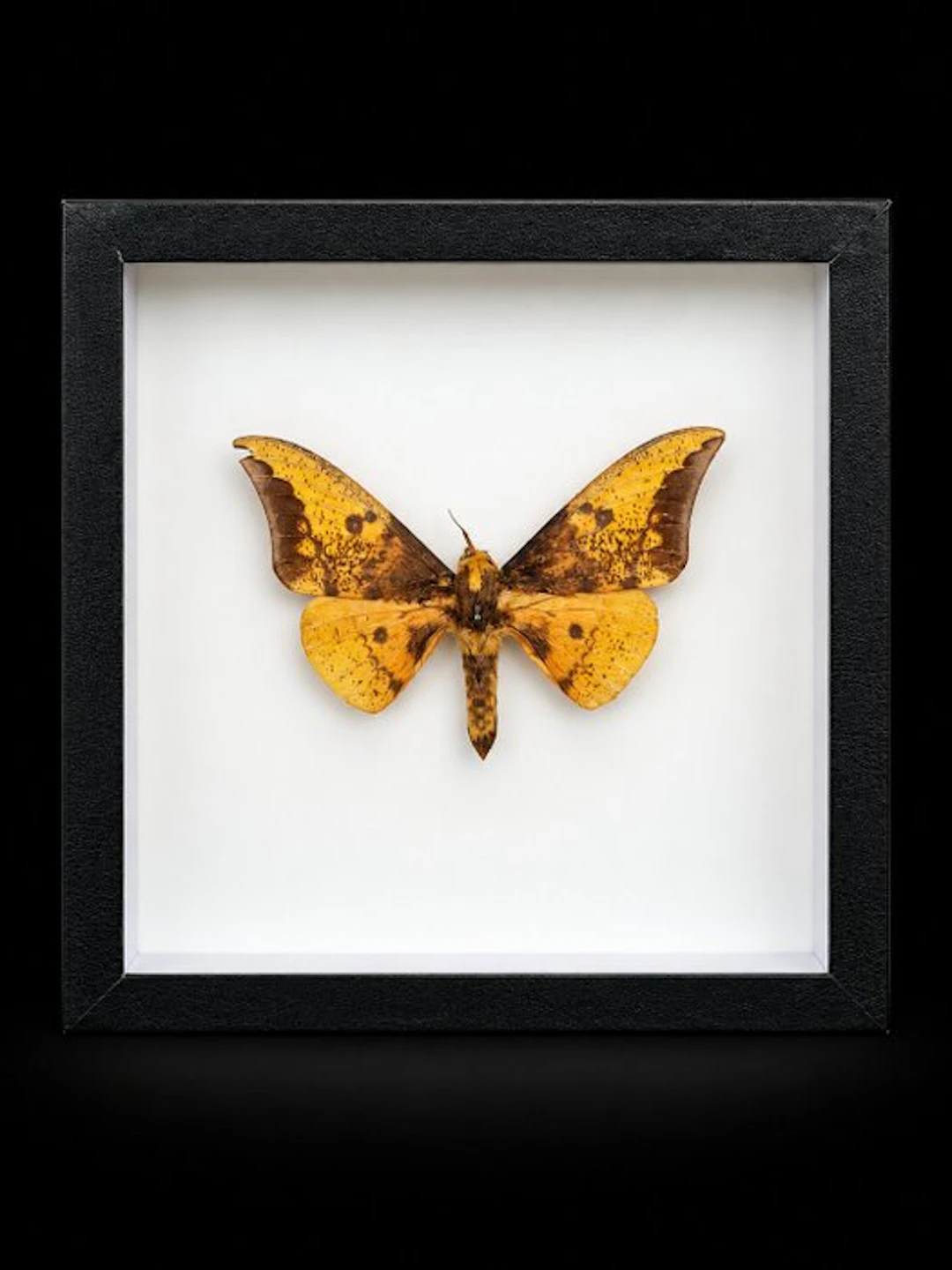 Moth Taxidermy full body mount - Eacles imperialis - 15...