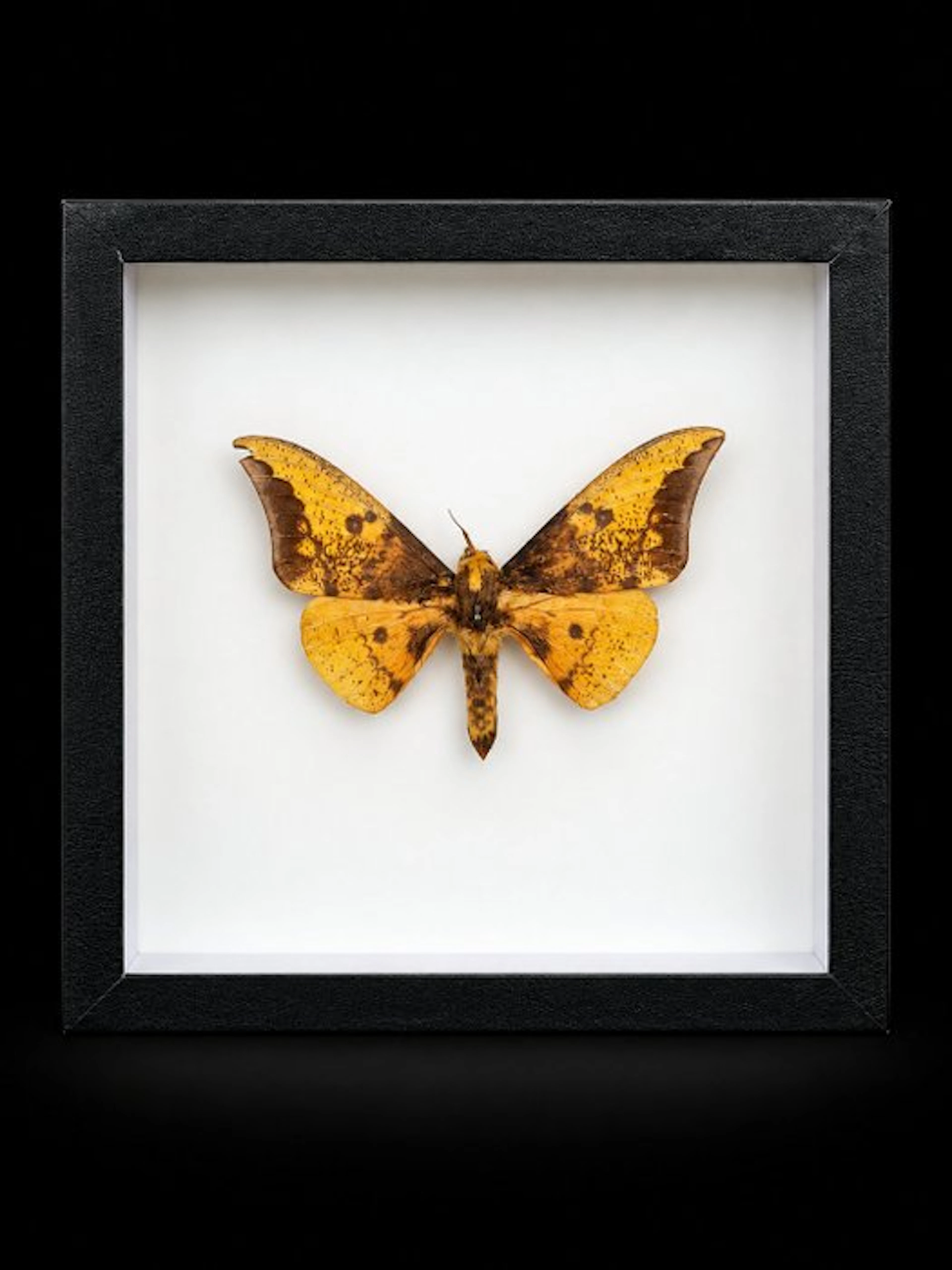 Moth Taxidermy full body mount - Eacles imperialis - 15...