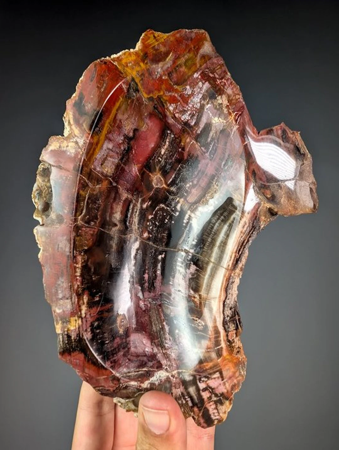 Polished Petrified Wood Bowl with Natural Crystal Growth...