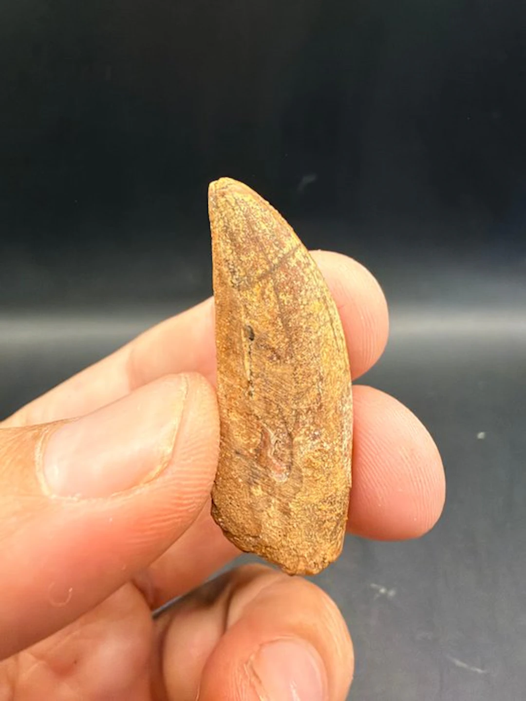Dinosaur - Fossil tooth - carcharodontosaurus saharicus...