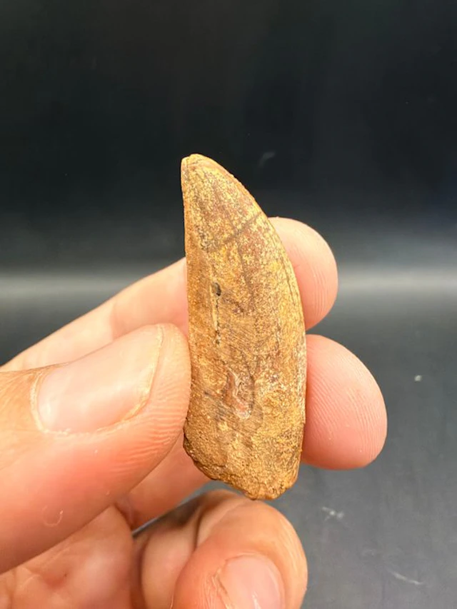 Dinosaur - Fossil tooth - carcharodontosaurus saharicus...