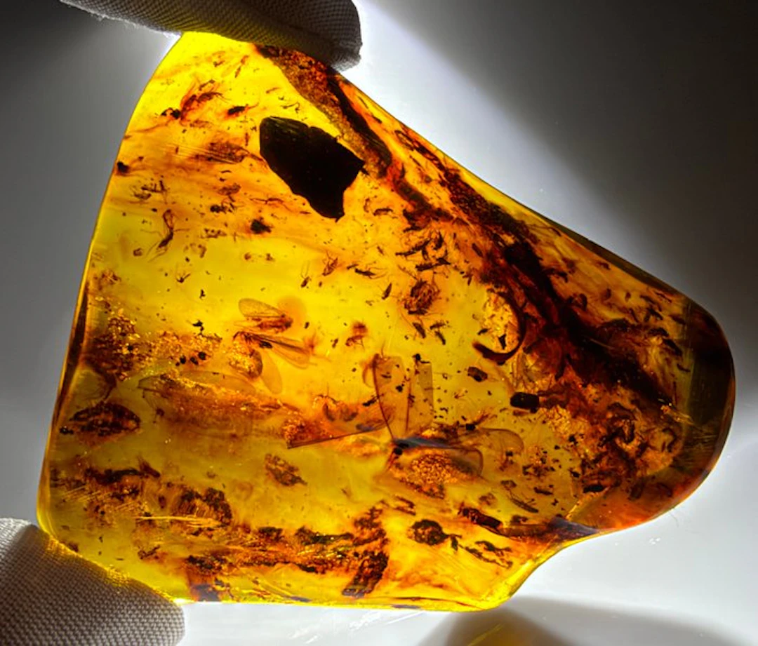 FOSSlL-AMAZING!! Dominican amber- 33.32 g