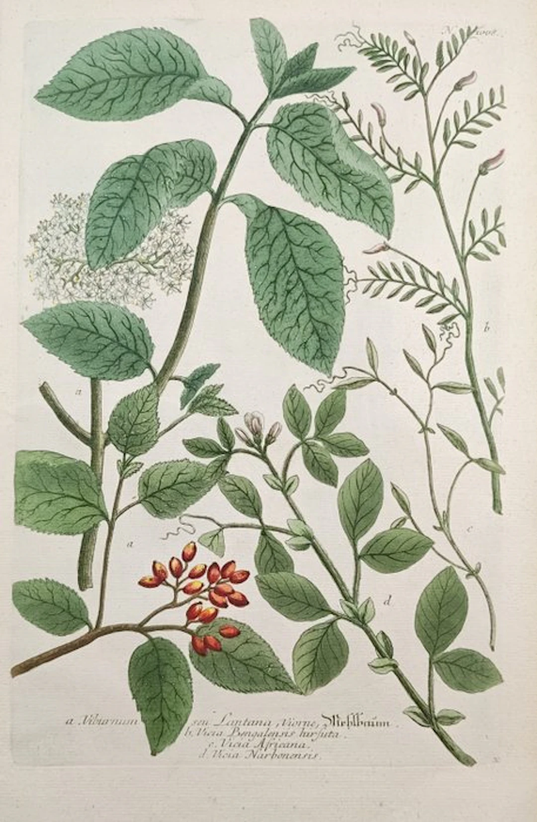 Johann Wilhelm Weinmann (1683–1741) - Wayfaring Tree and...