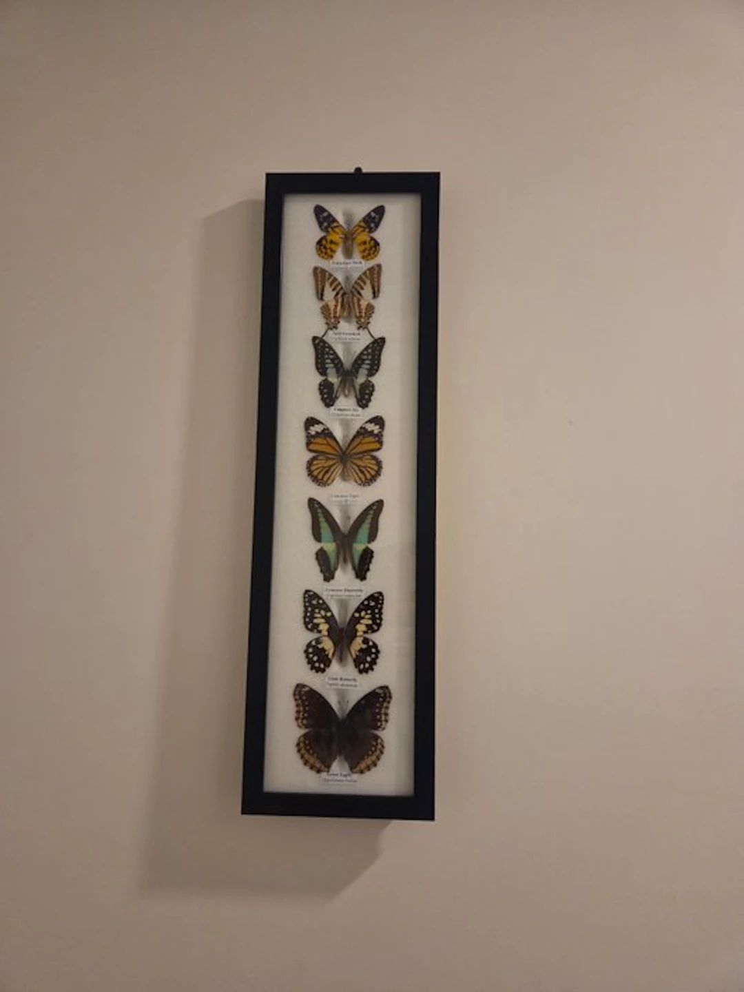 Butterfly Taxidermy full body mount - Lepidoptera - 53 cm...