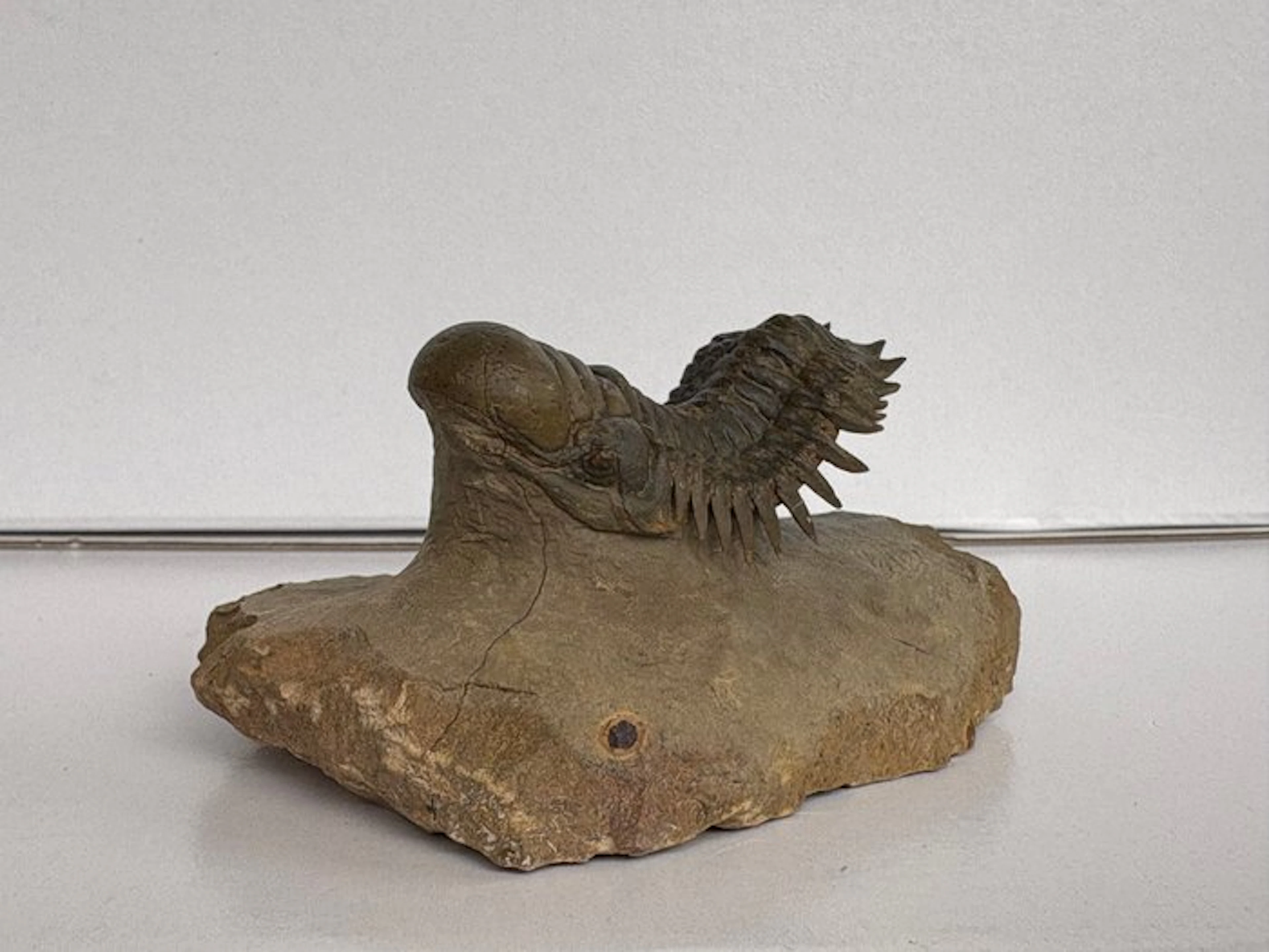 Trilobite - Fossil skeleton - Crotocephalina gibbus - 6 cm - 8 cm