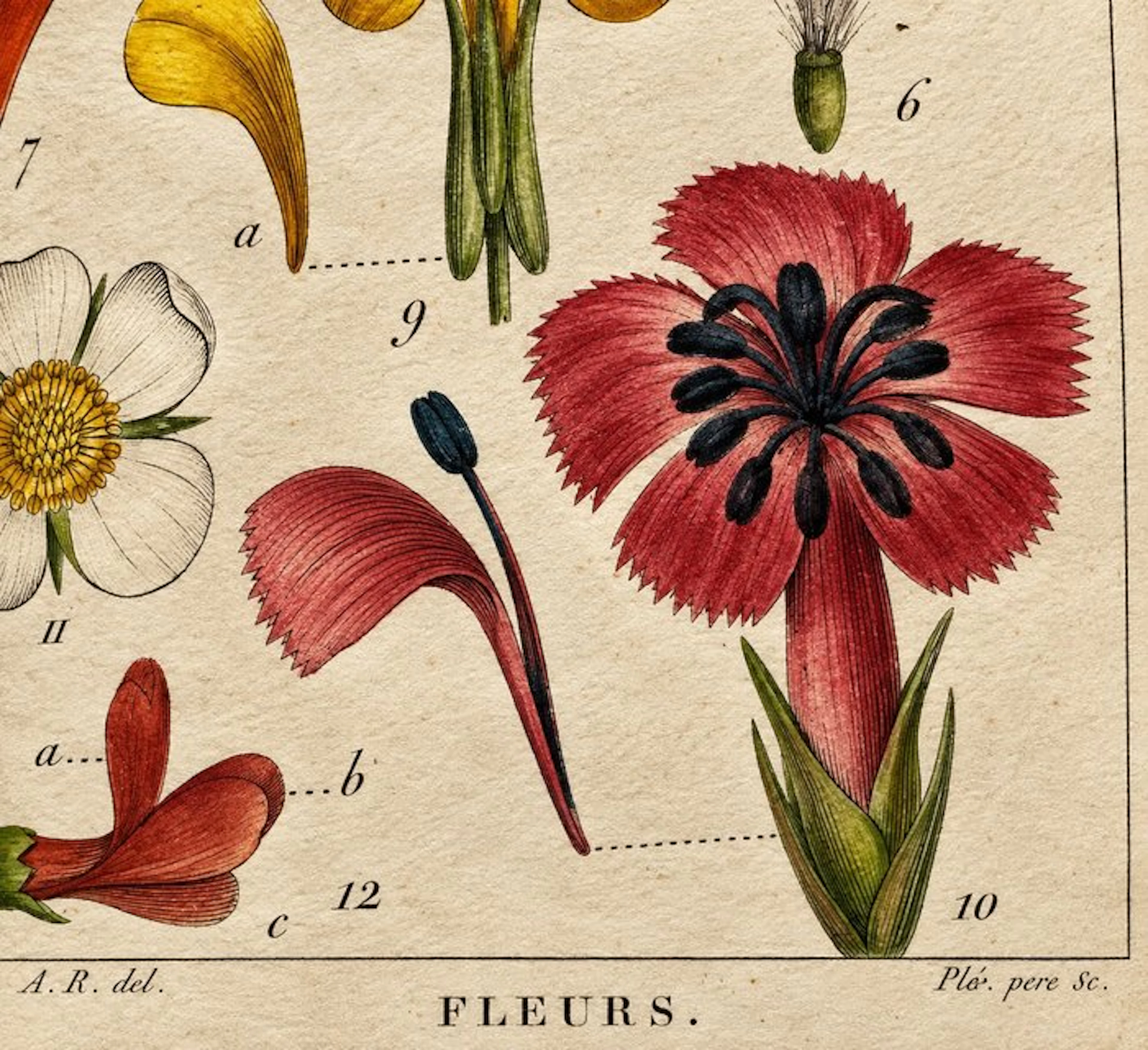 Achille Richard - Nouveaux élémens de botanique et de...