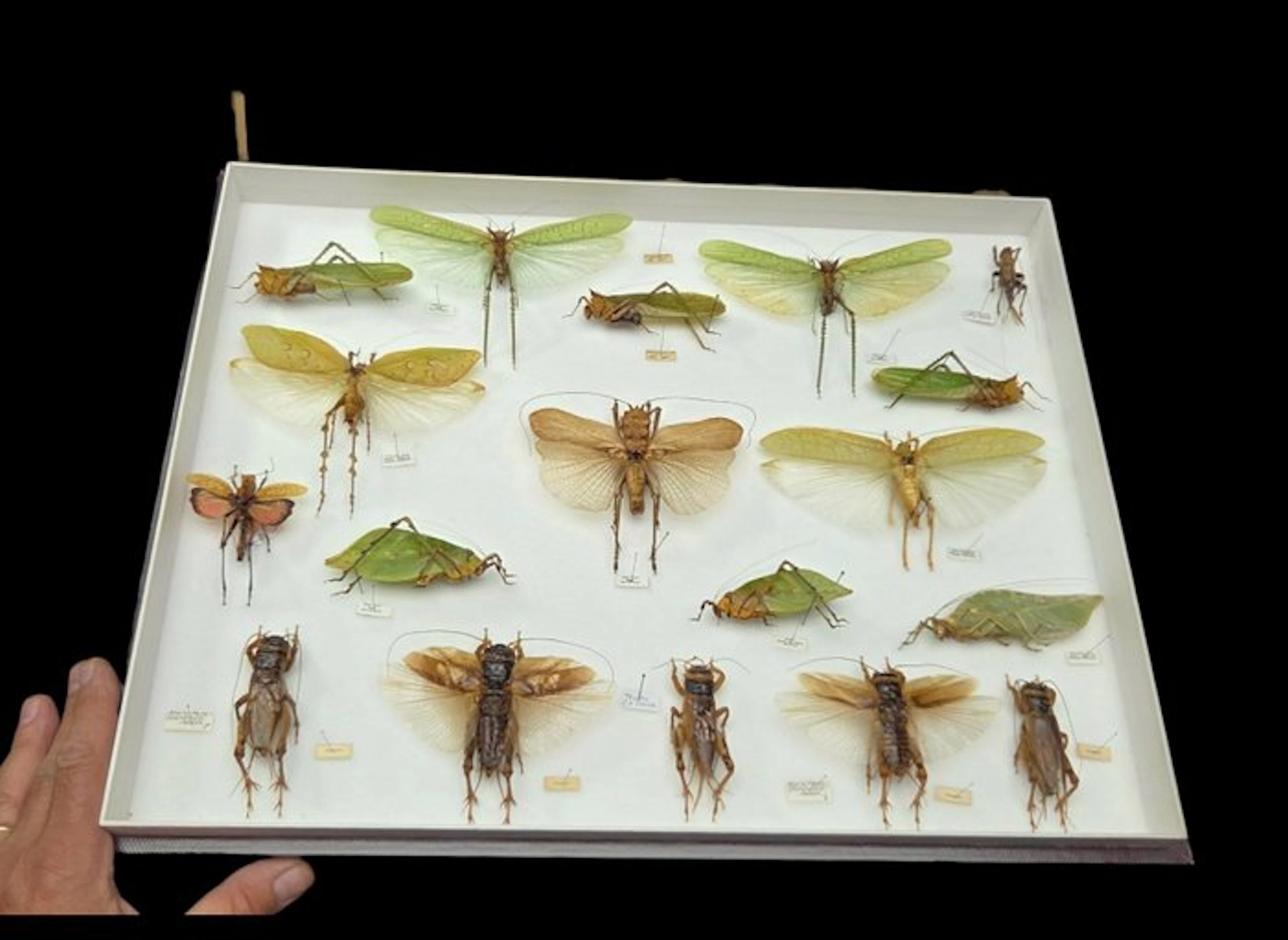 Rare leaf grasshoppers and crickets insects perfect-ex...