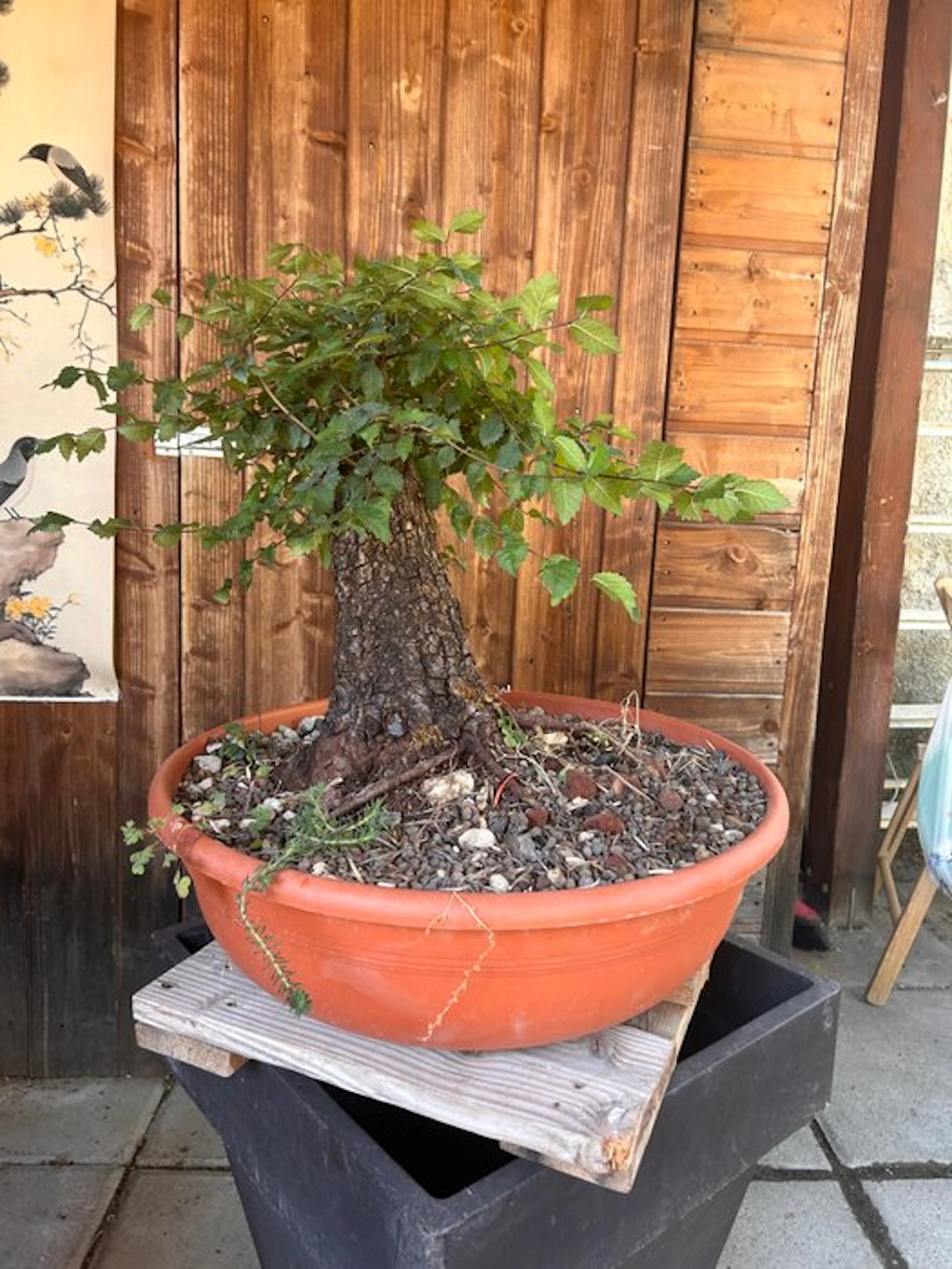 Chinese elm bonsai (Ulmus parviflora) - Height (Tree): 50...