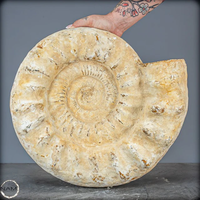 Rare Natural Opalescent Ammonit Euaspidoceras Perarmatum Fossil- 18537.68 g