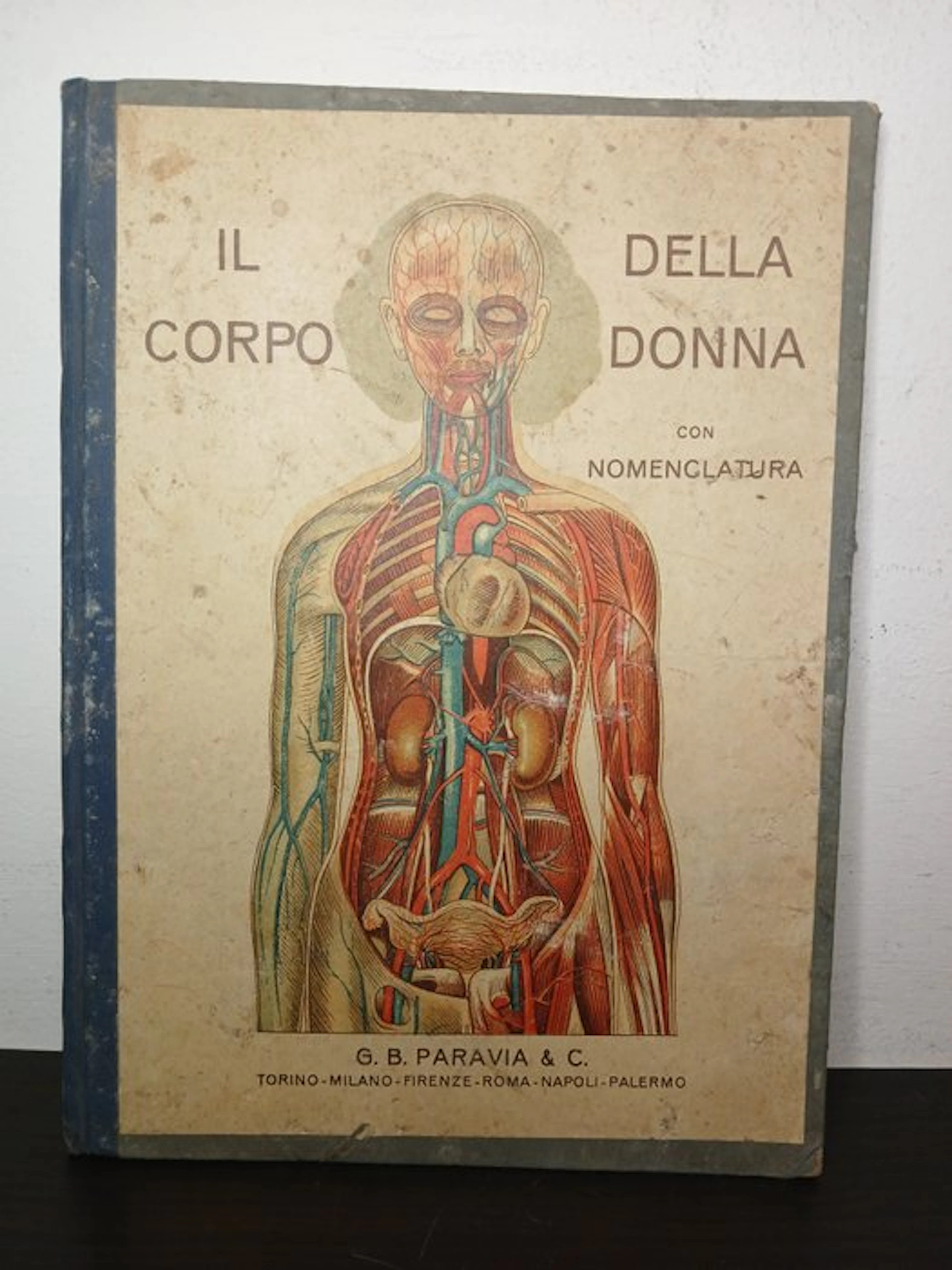 Anatomical model - Paper - 1930-1940 - G.B. Paravia & C.