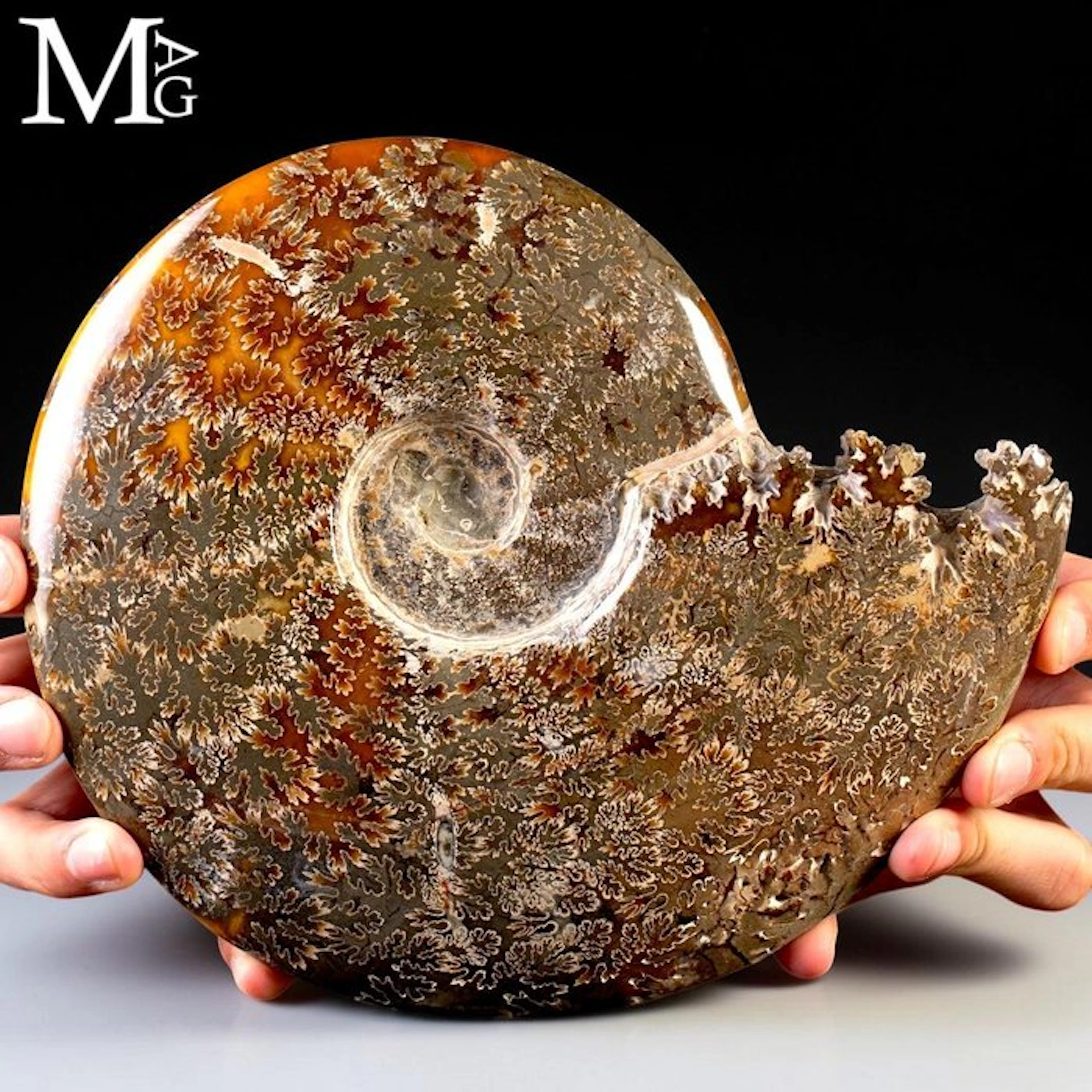 Fossilized Cleoniceras Ammonite Specimen with...