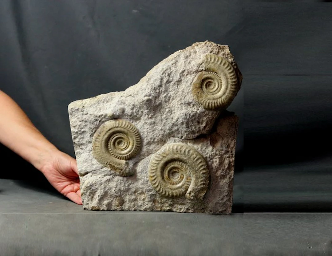 Fine Ammonite graveyard - On stone - - Fossilised animal...