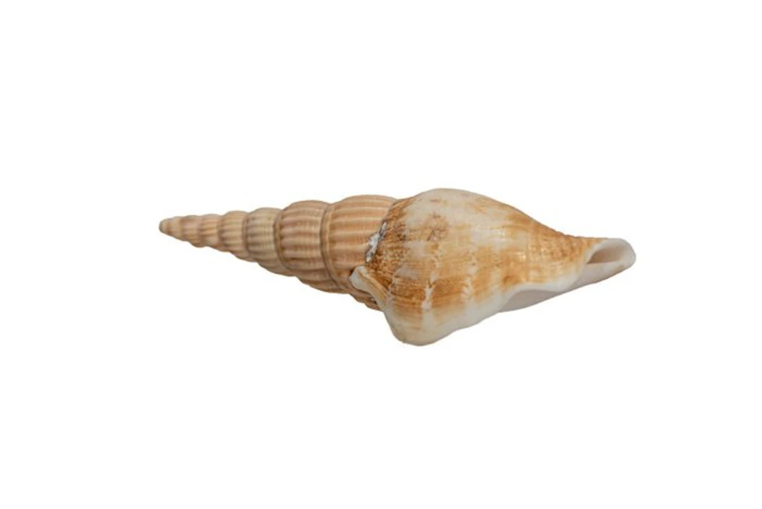 MONSTER SIZE ★ Doxander vittatus vittatus (Strombus) – 95...