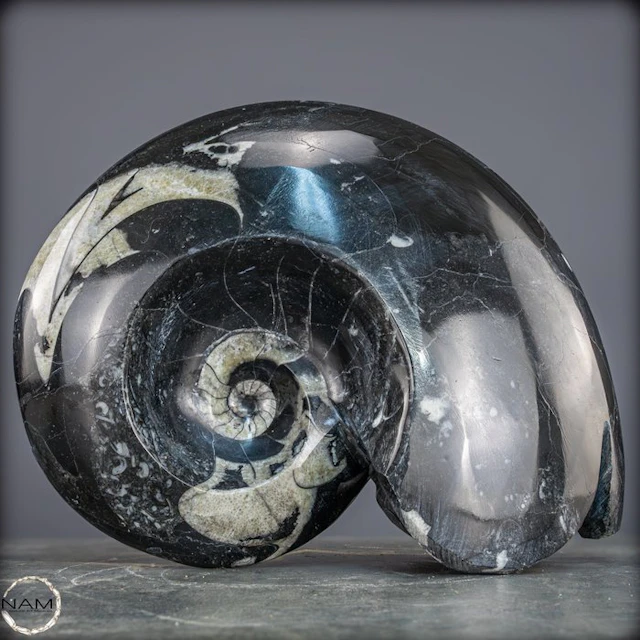 Impressive fossil goniatitid ammonite specimen from Morocco- 5410.12 g