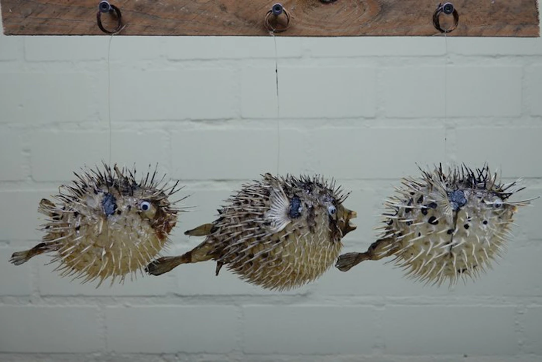 Three Large Porcupine Fishes Taxidermy full body mount - Tetraodontidae sp