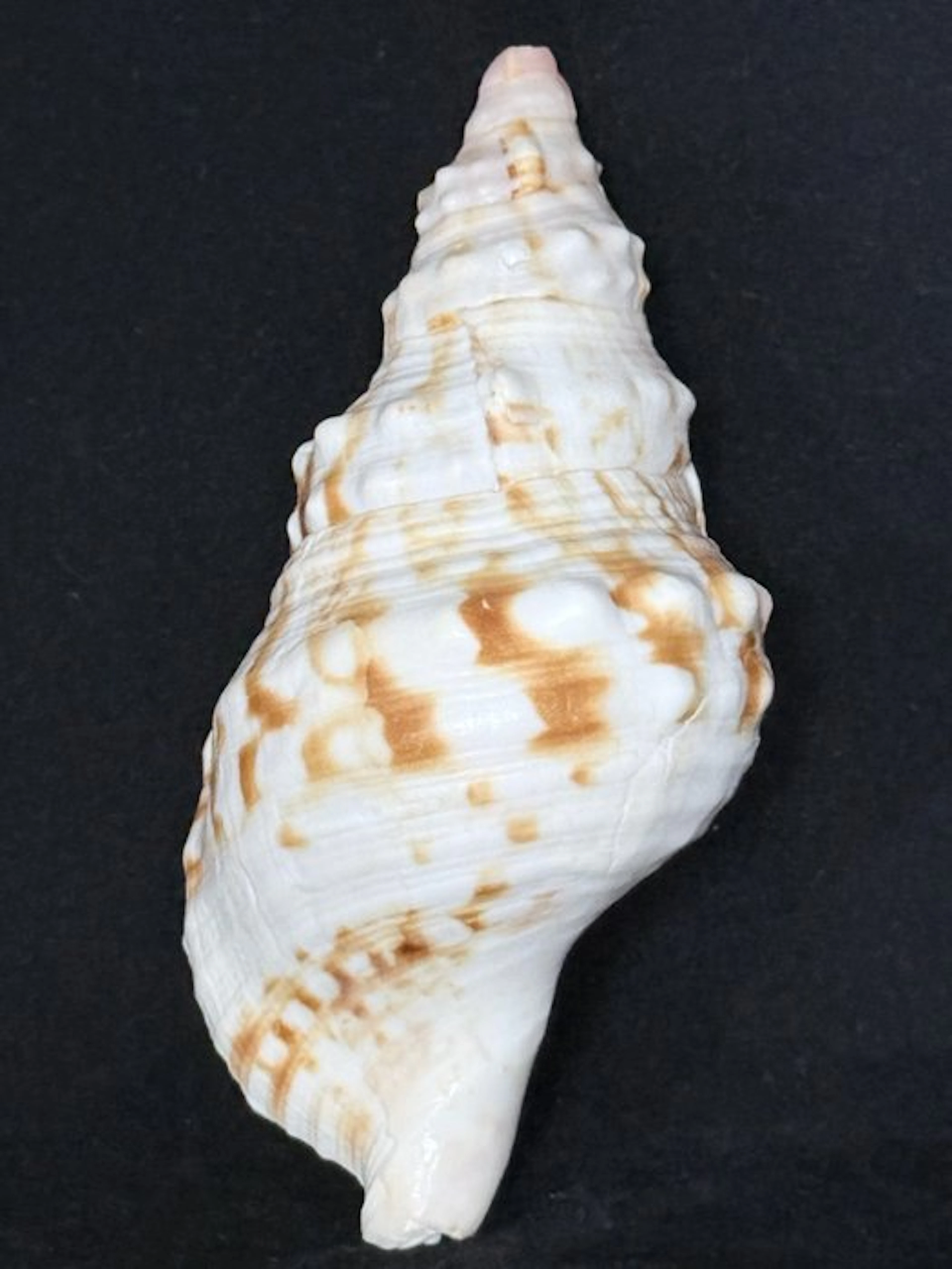 Sea Snail Sea shell - S-587 CHARONIA LAMPAS (No reserve price)