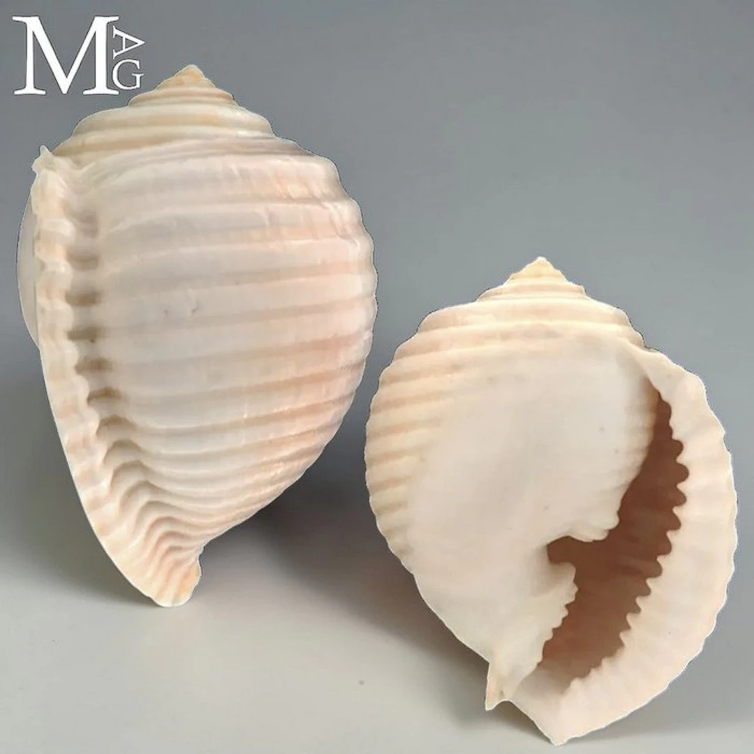 Tonnidae Collectible Specimen Sea Shell Malea ringens shell – Baja California