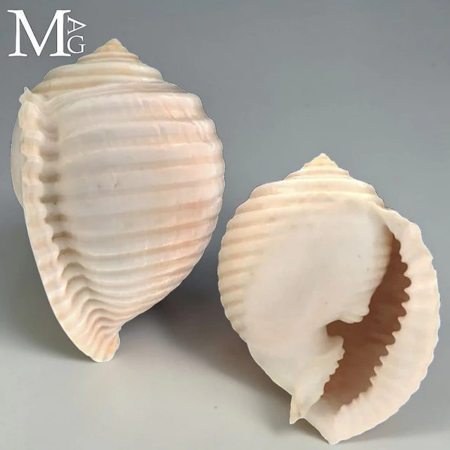 Tonnidae Collectible Specimen Sea Shell Malea ringens shell – Baja California
