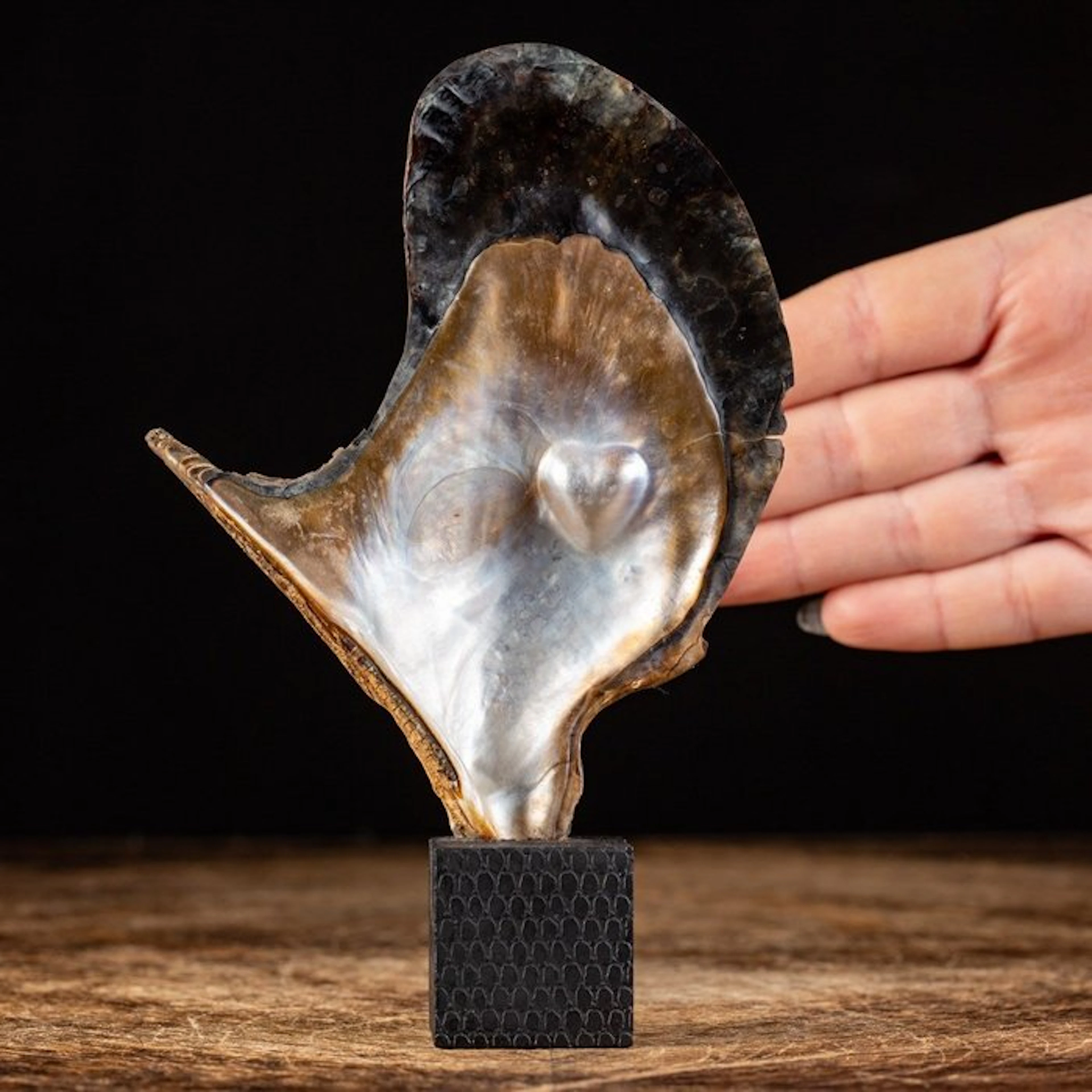 Extremely rare marine curiosity Pearl oyster - Height...