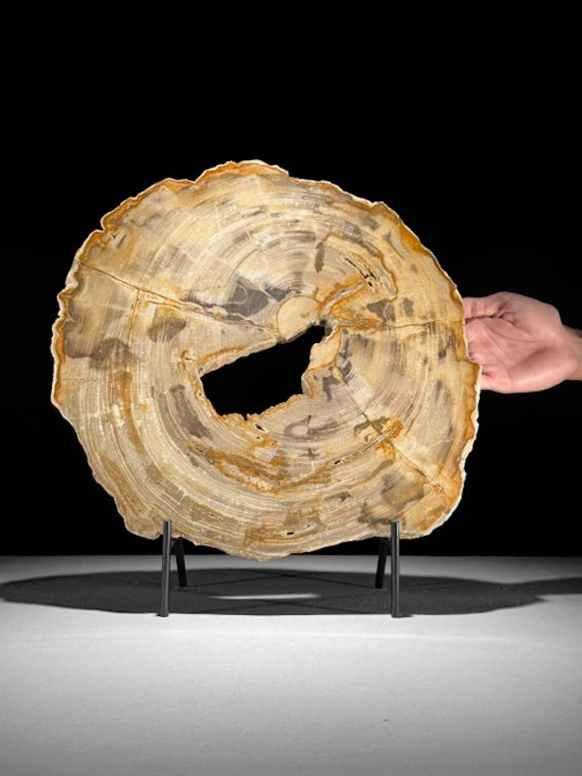 NO RESERVE PRICE - C - Beautiful Slice of Petrified Wood...