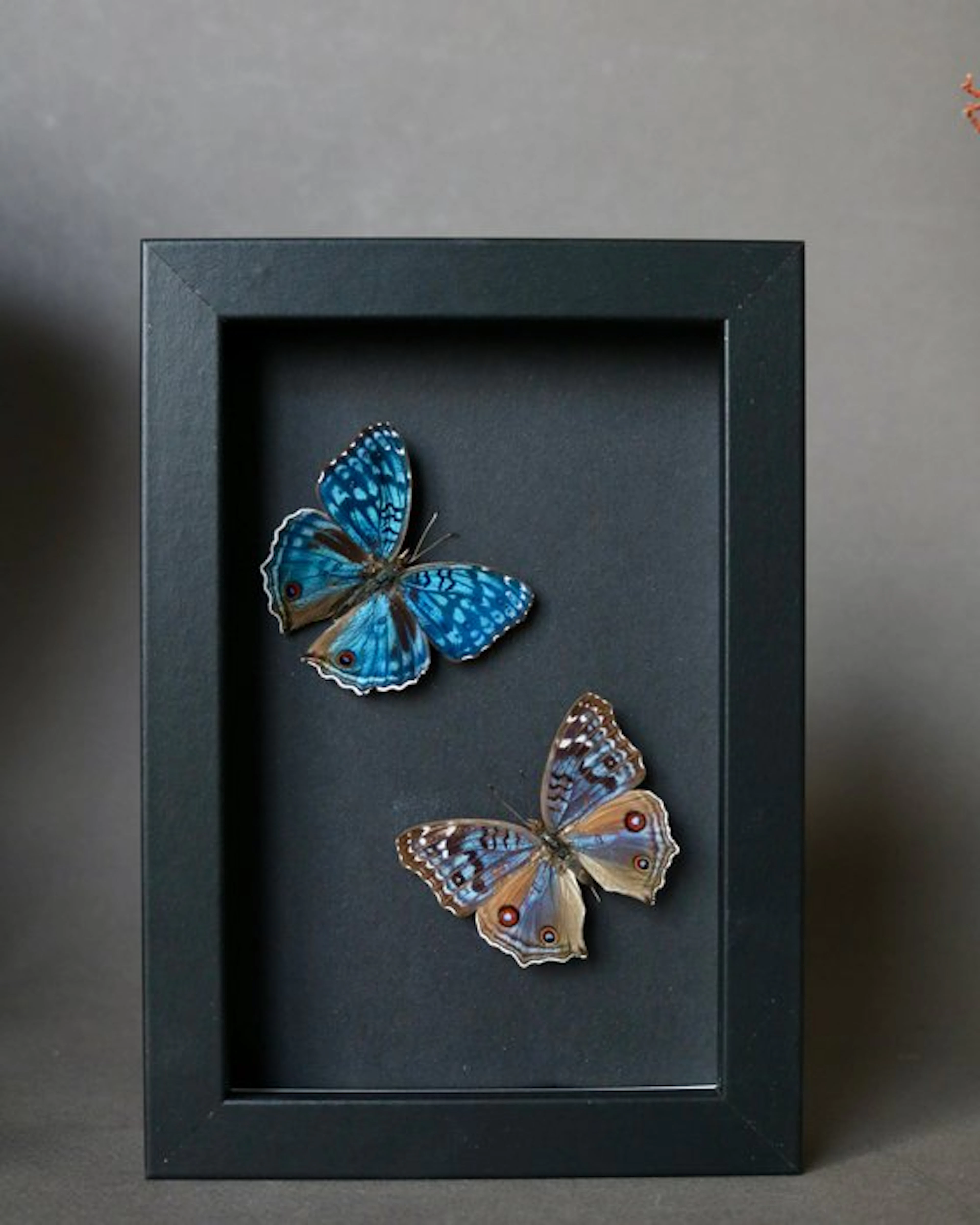 Butterfly Taxidermy full body mount - Precis rhadama - 10...