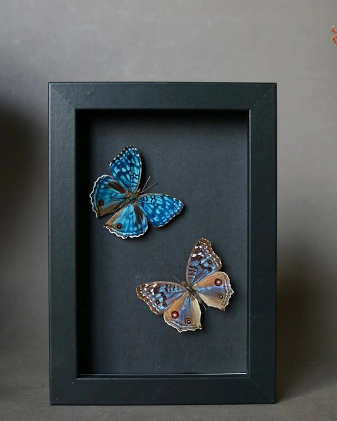 Butterfly Taxidermy full body mount - Precis rhadama - 10...