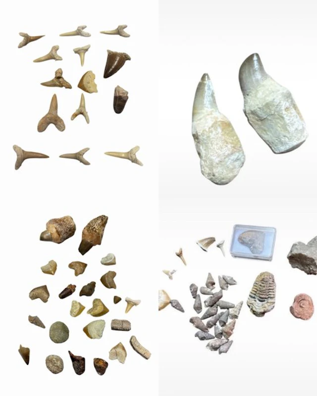 Shark - Fossil tooth (No reserve price)