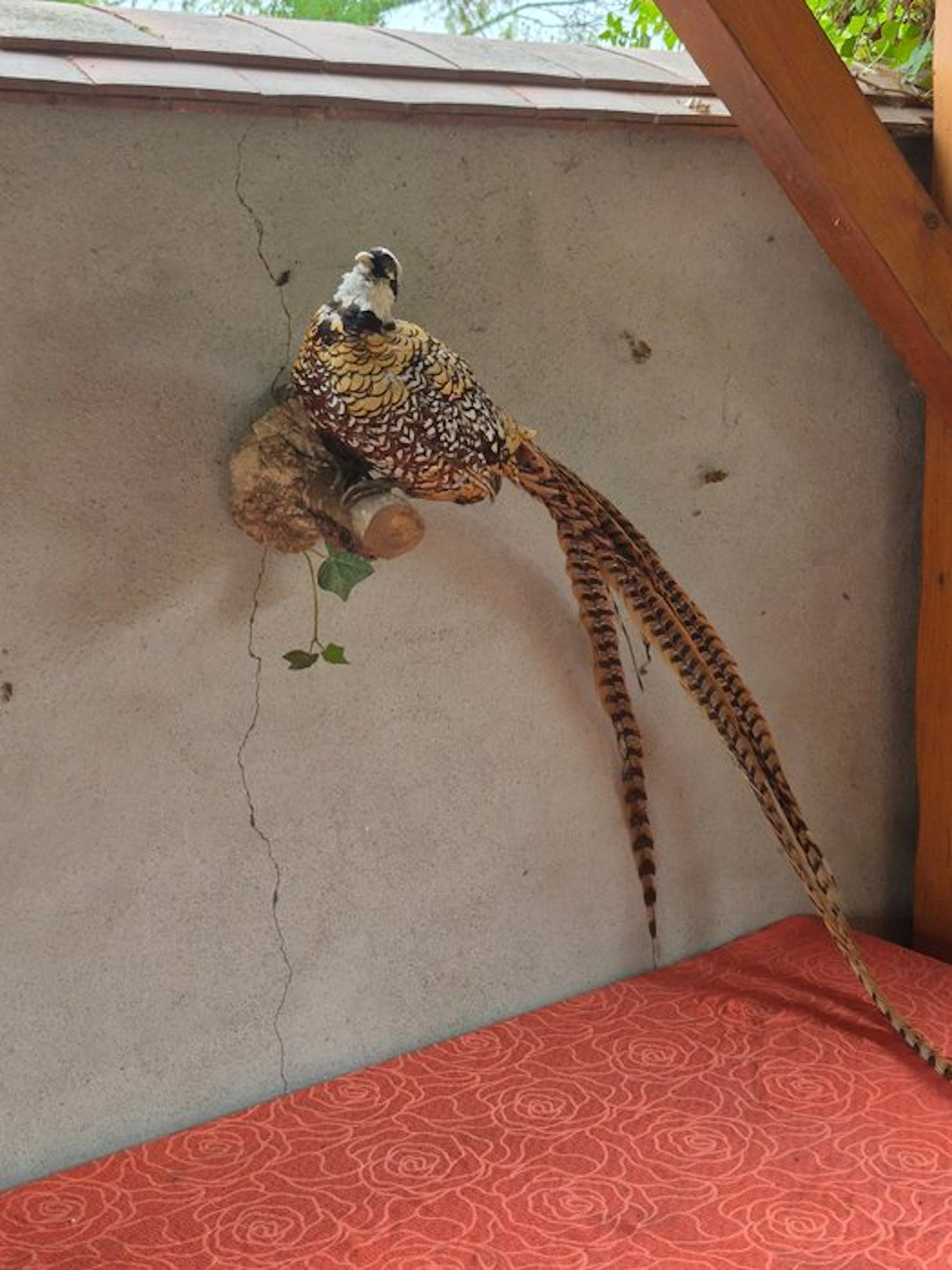 Venerated pheasant Taxidermy wall mount - Syrmaticus reevesii