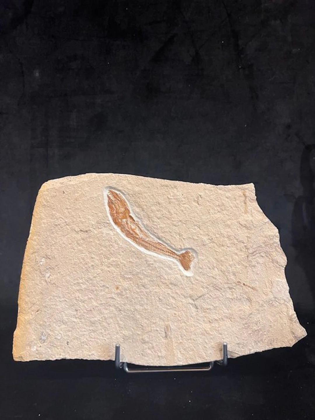 Fish - Fossil skeleton - Eurypholis - 18 cm - 27 cm