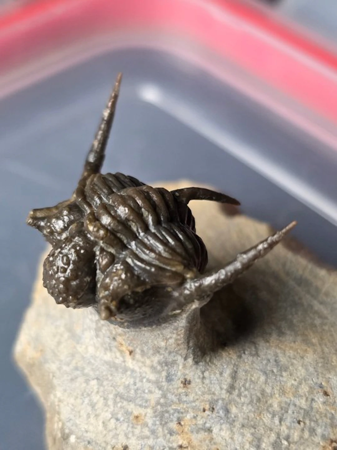 Trilobite - Fossilised animal - Cyphaspis trilobite