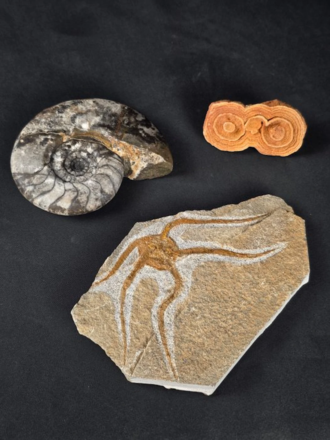 Fossil Collection – Ammomite