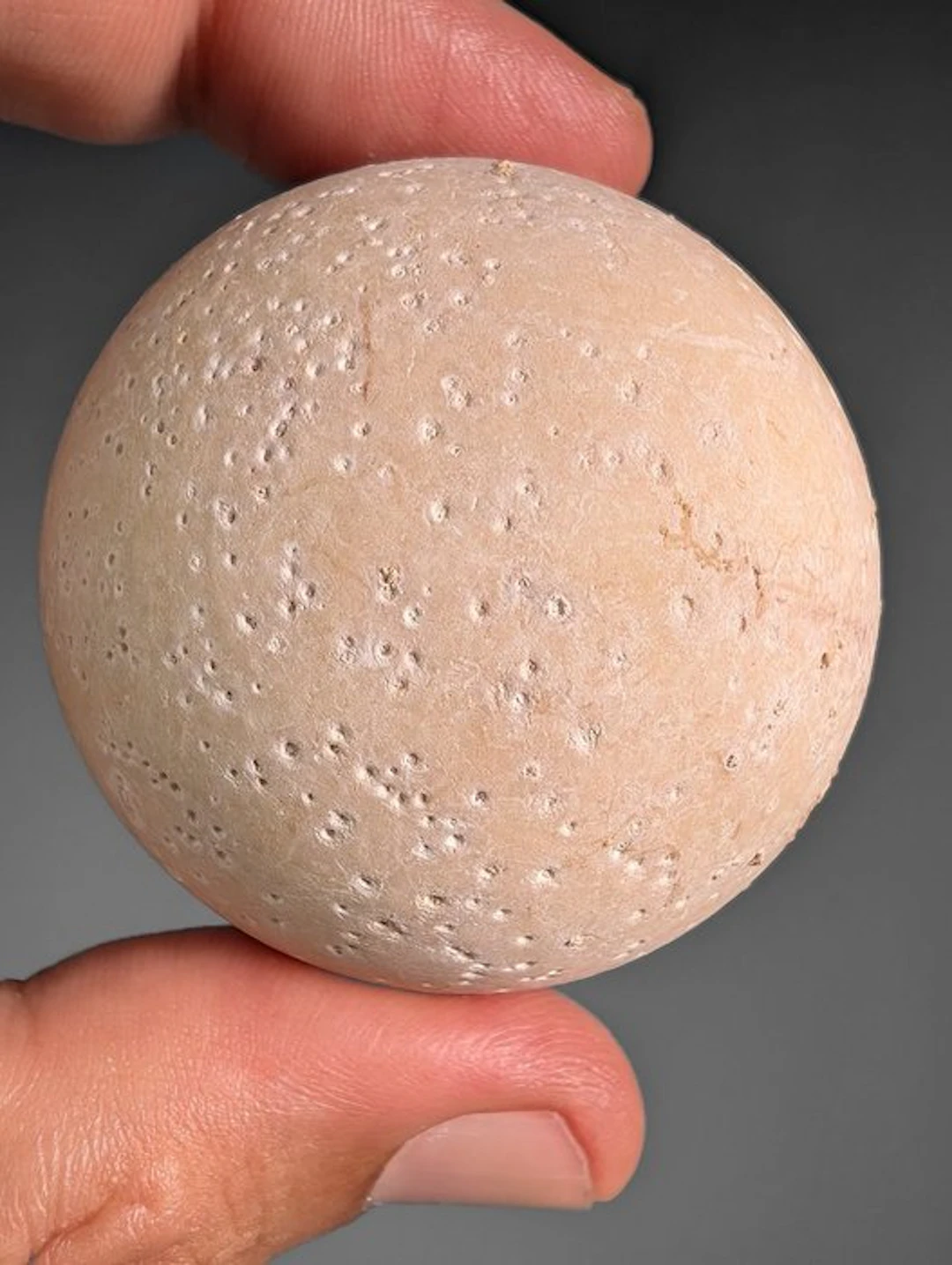 Giant Tortoise Egg - Fossilised egg - Aldabrachelys abrupta - 5.3 cm - 5.2 cm