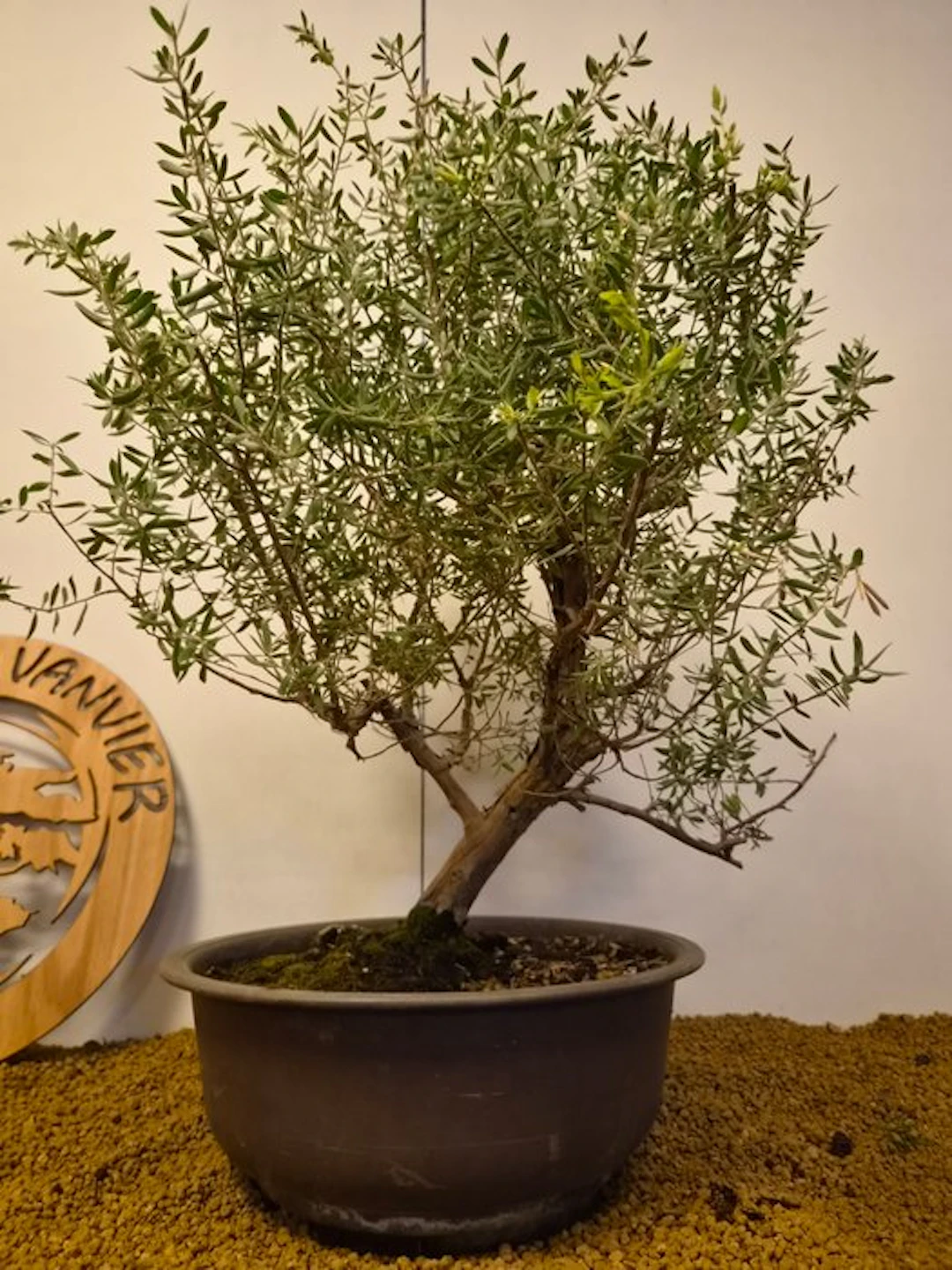 winter savory - Height (Tree): 58 cm - Depth (Tree): 47 cm - Belgium