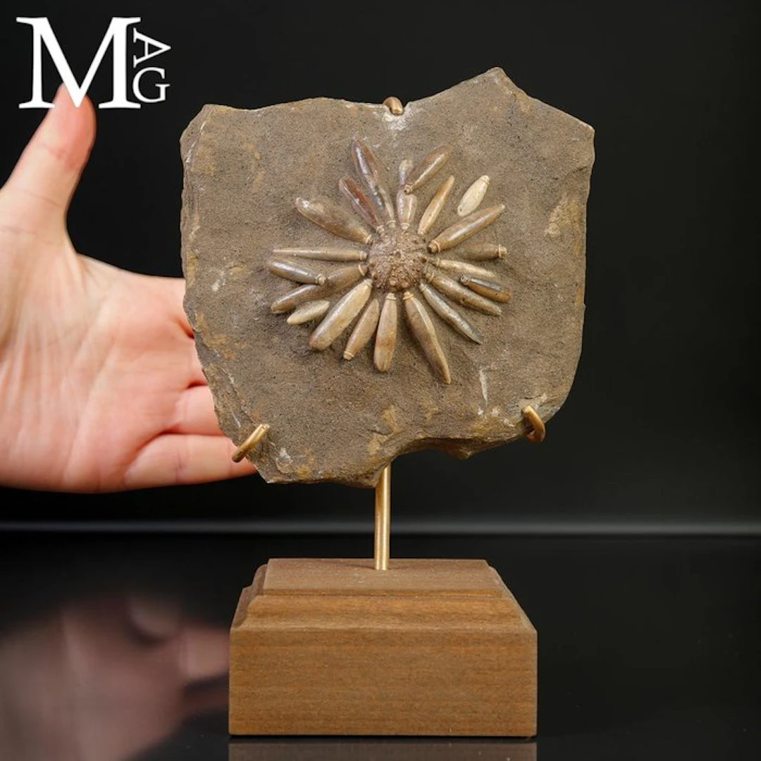 Fossil Echinoid on Matrix Asterocidaris Bistriata...