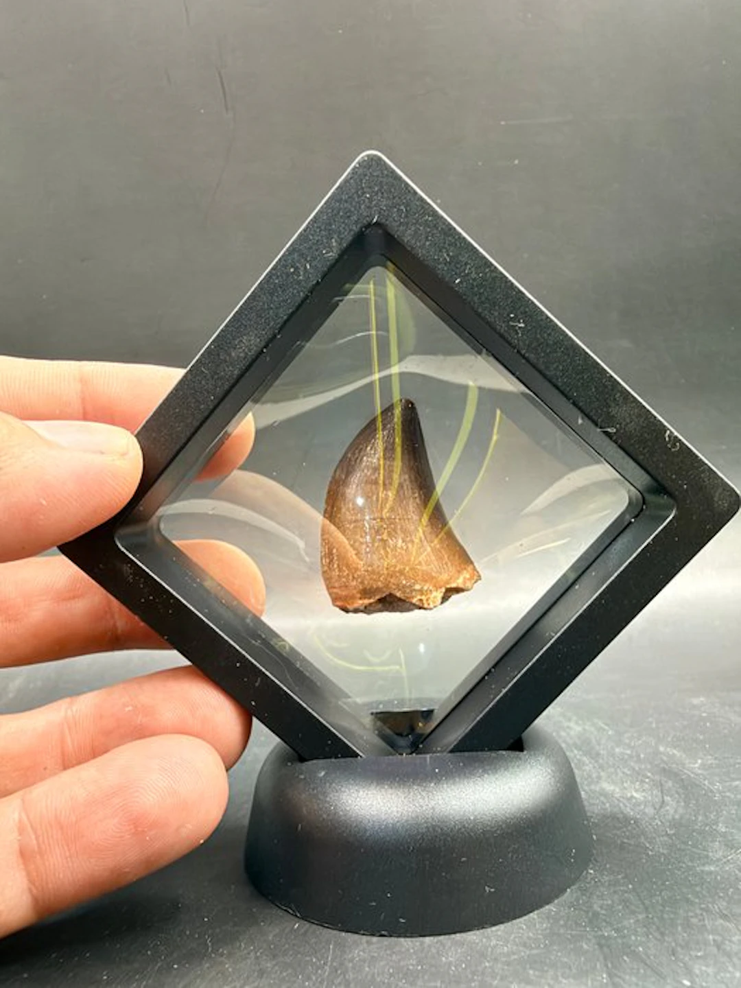 Mosasaur - Fossil tooth - Mosasaurus - 3.5 cm (No reserve price)