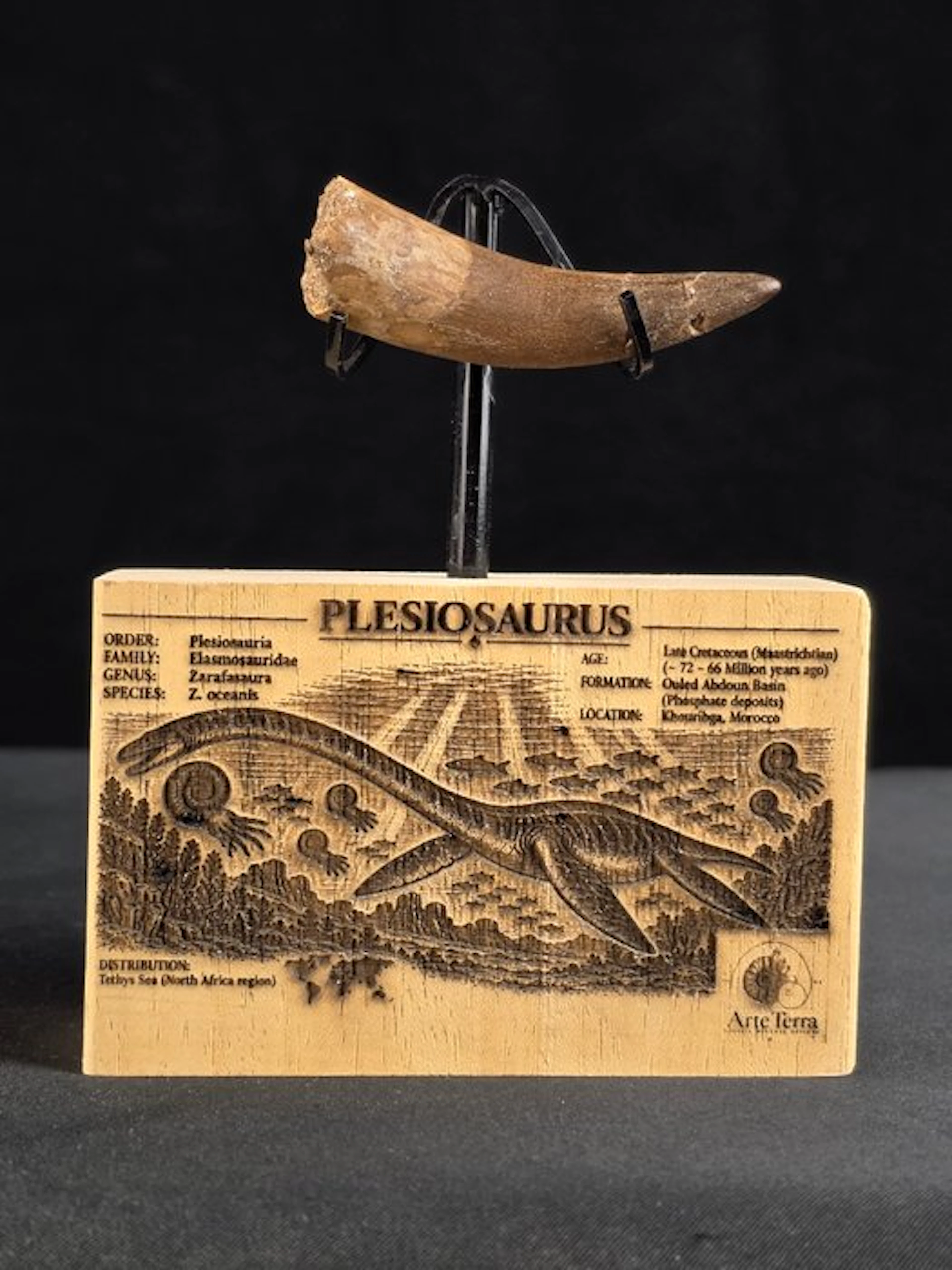 Plesiosaur - Fossil tooth - Fossil Tooth of Plesiosaur (No reserve price)