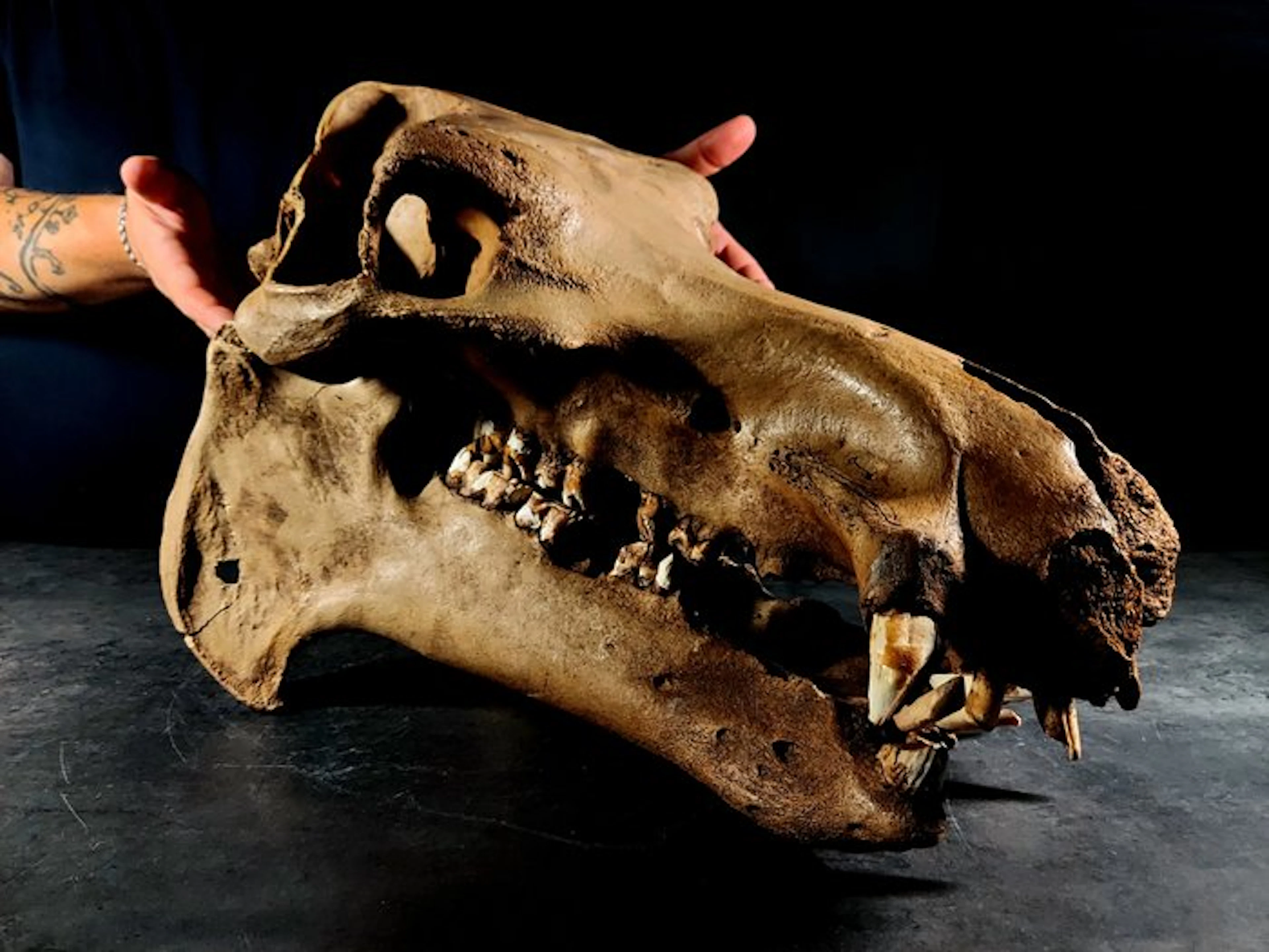 enormous hippopotamus skull - Fossil skull - hippopotamus...