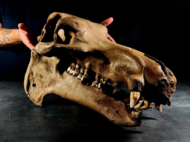 enormous hippopotamus skull - Fossil skull - hippopotamus...