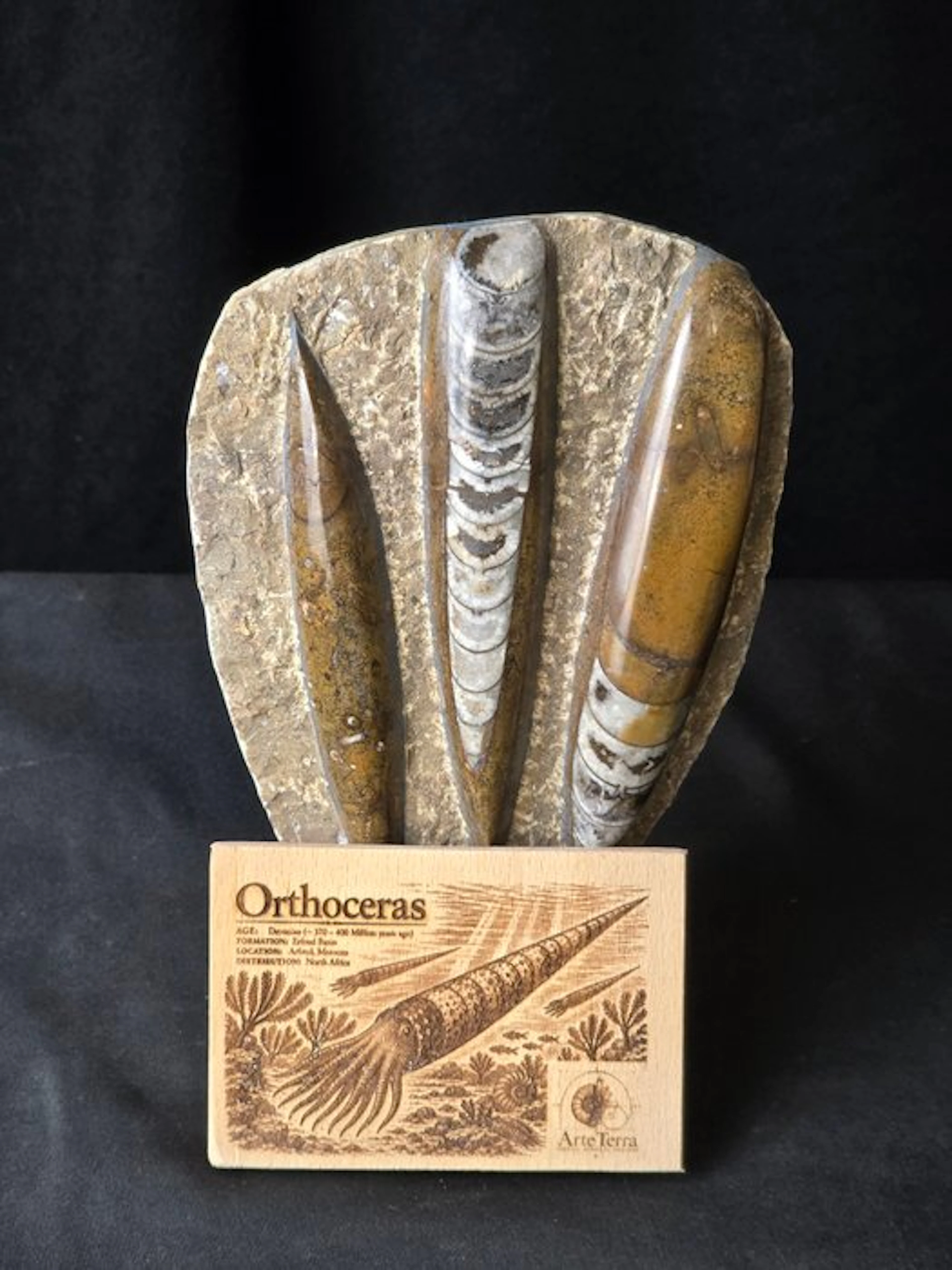 Orthoceras - Fossilised animal (No reserve price)