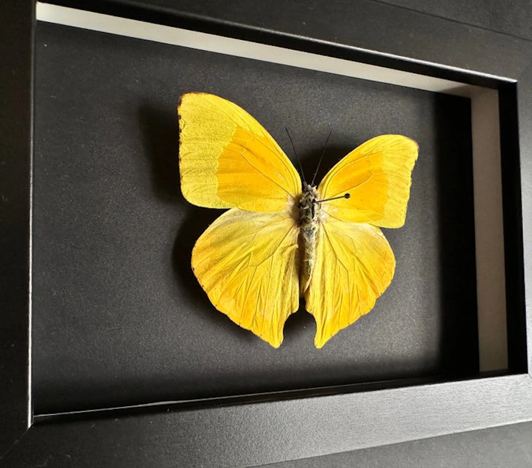 Butterfly Taxidermy full body mount - Phoebis Rurina...