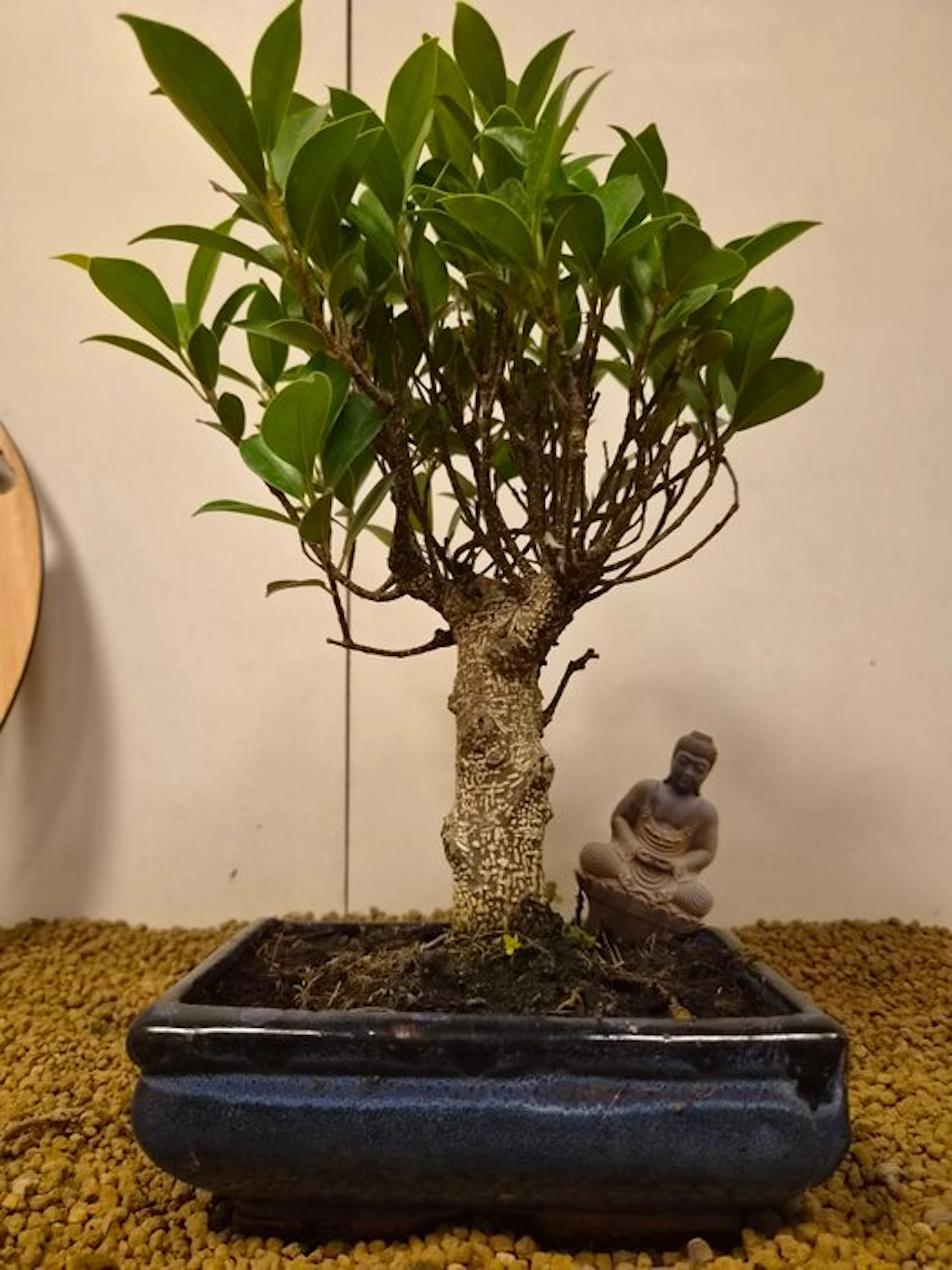 Fig tree bonsai (Ficus) - Height (Tree): 32 cm - Depth (Tree): 23 cm - Belgium