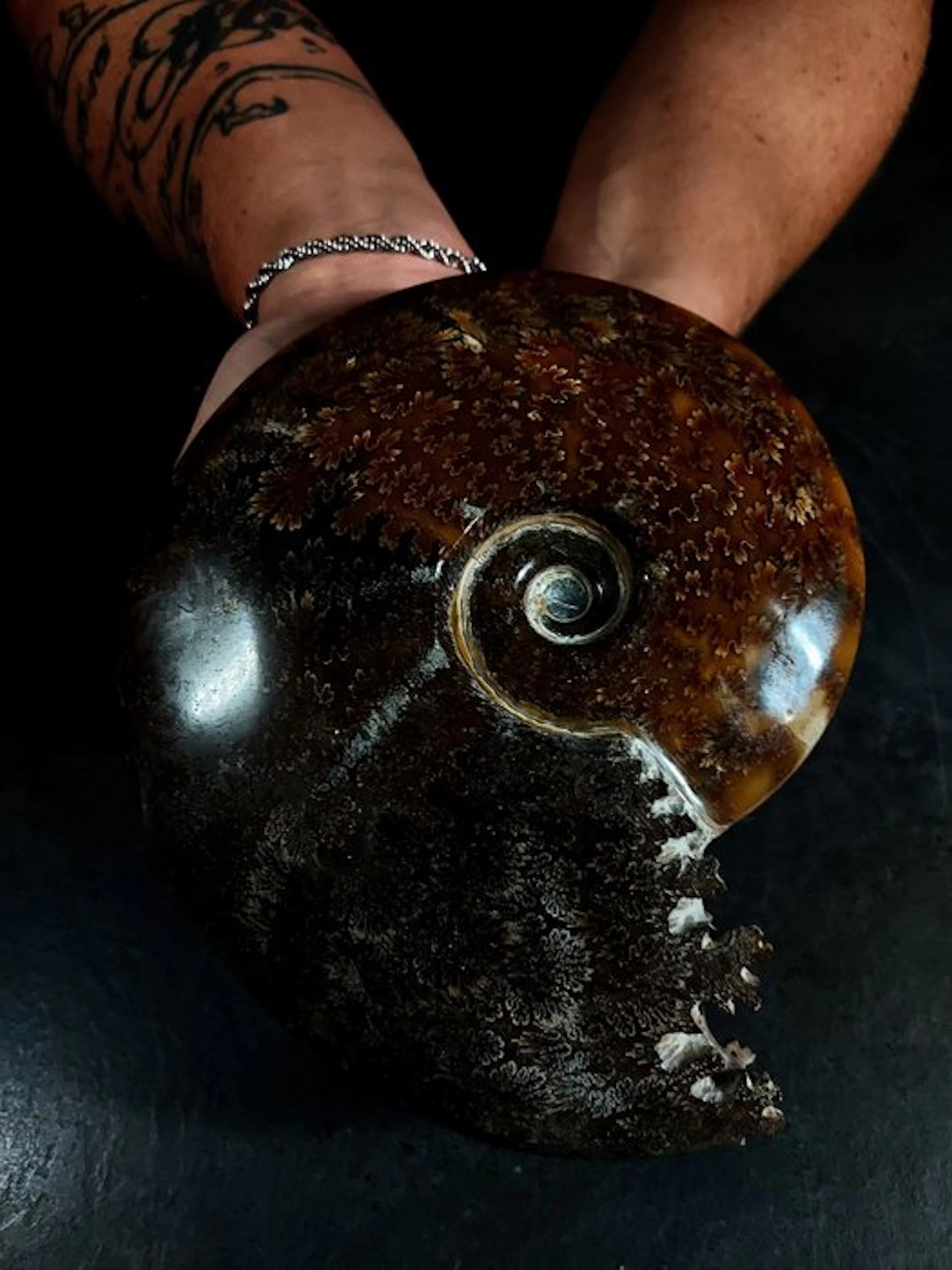 ammonite with a worked mouth - Fossilised animal - cleoniceras - 18 cm - 15 cm