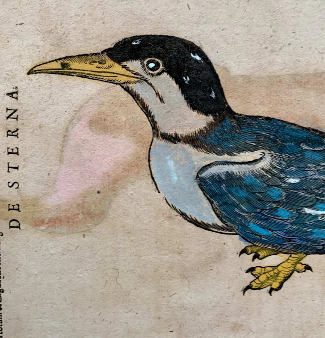 Conrad Gesner - Vogelbuch - 1617