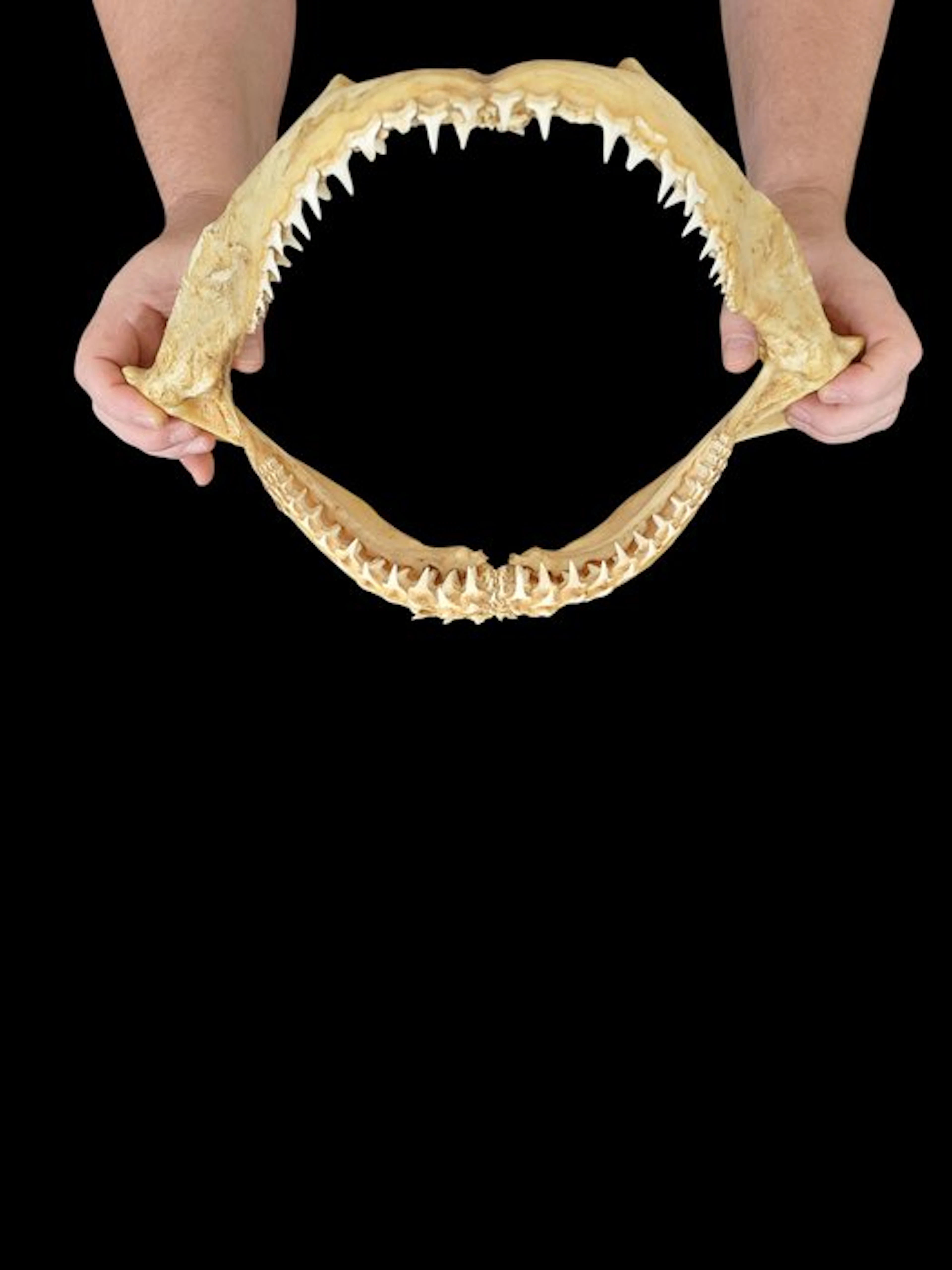 Shark Taxidermy full body mount - Carcharhinus sp