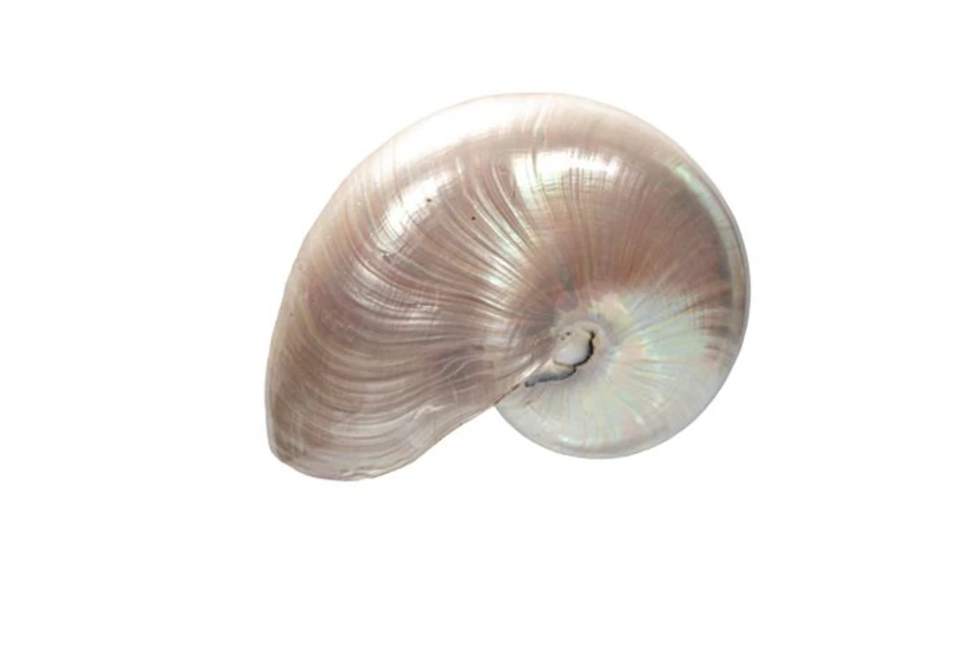 very large - enormous Nautilus ┼ breathtaking polished...