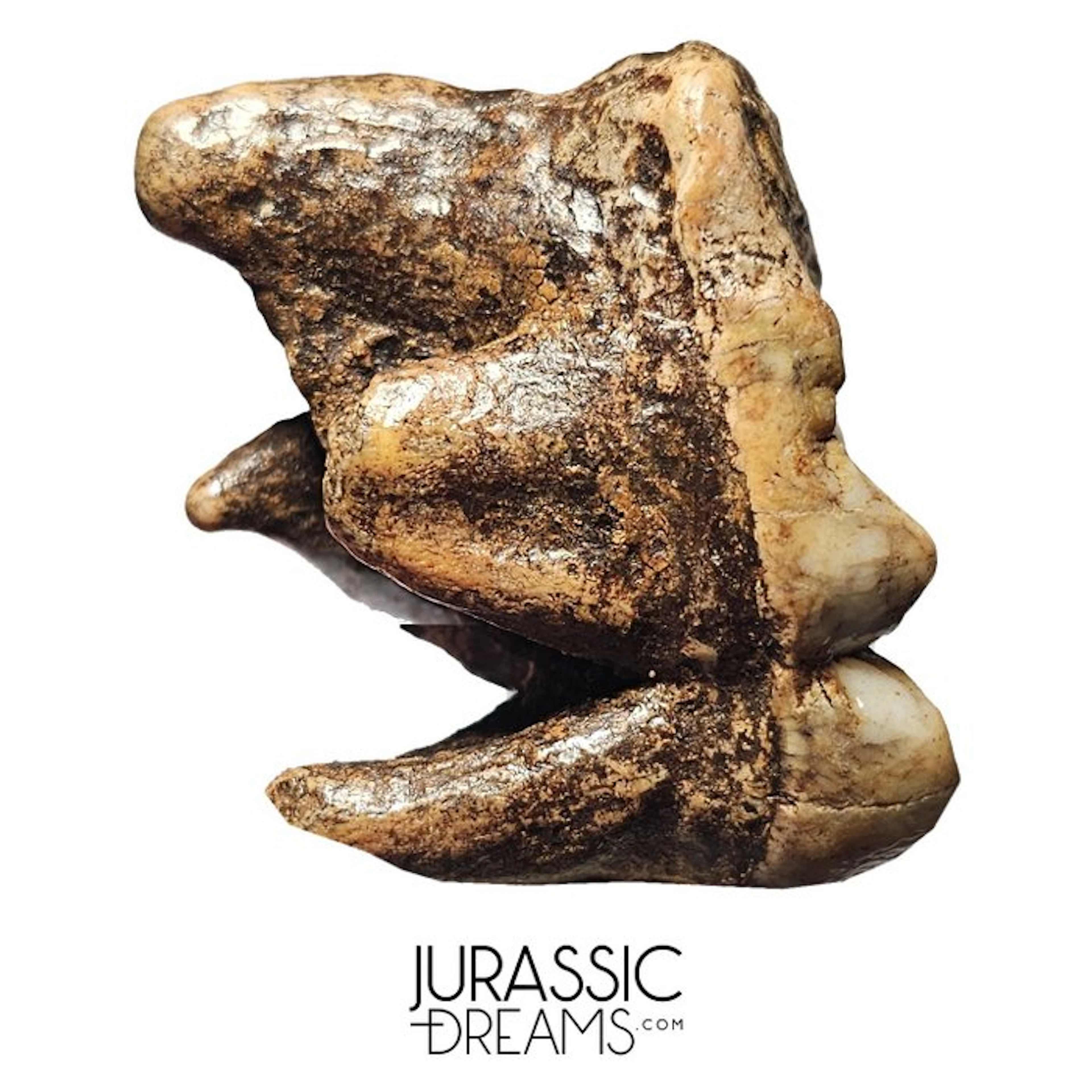 Gem Grade Huge Ice Age Cave Bear (Ursus spelaeus) Upper...